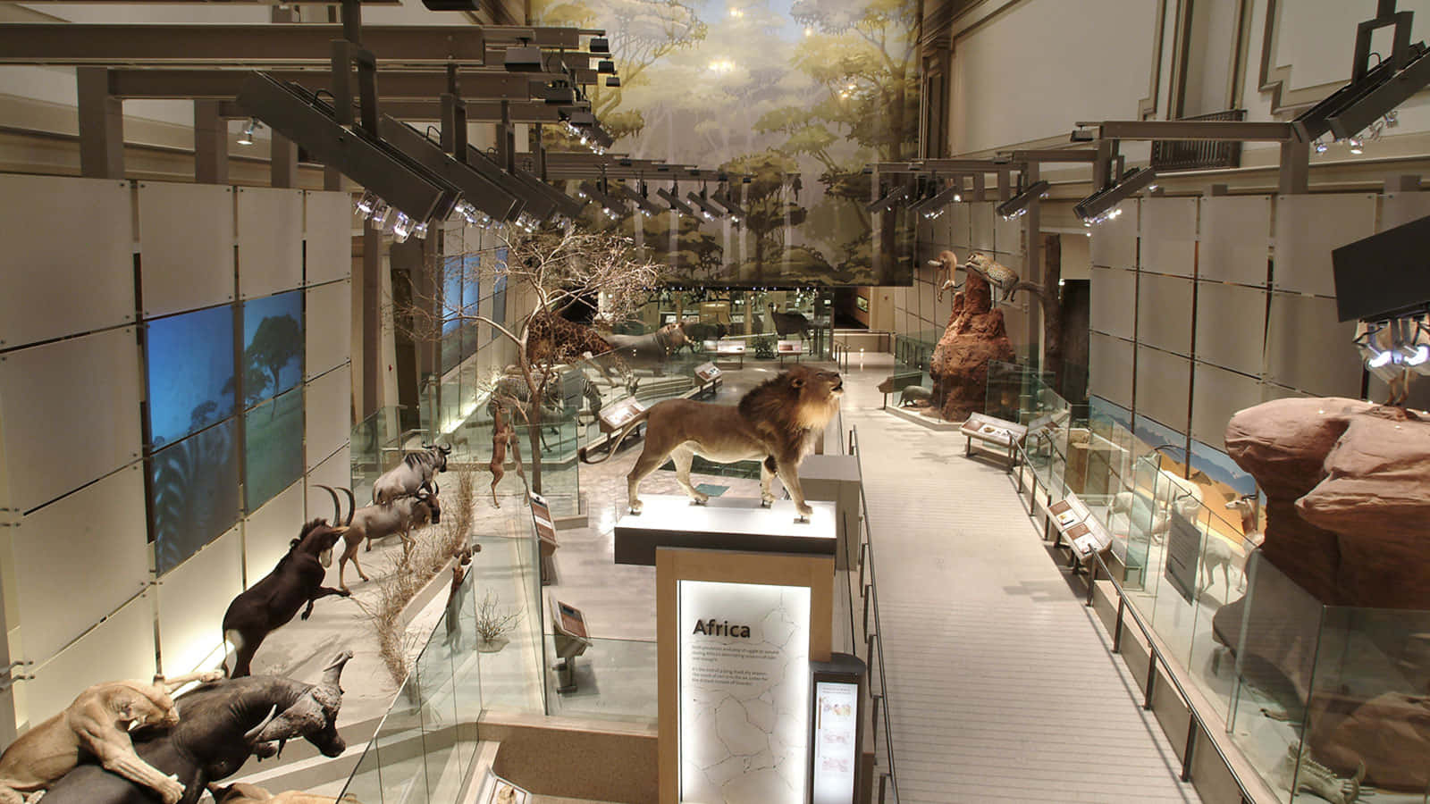 history 桌布 壁紙 — 博物館大廳展示著非洲野生動物標本，包括獅子和羚羊，在明亮的燈光下配有玻璃展櫃和資訊面板。