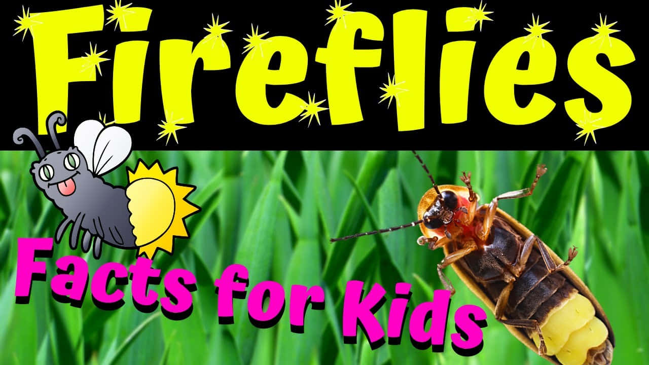 firefly 桌布 壁紙 — 卡通螢火蟲與真實螢火蟲在鮮綠色草地上發光，附有適合兒童的粗體文字。
