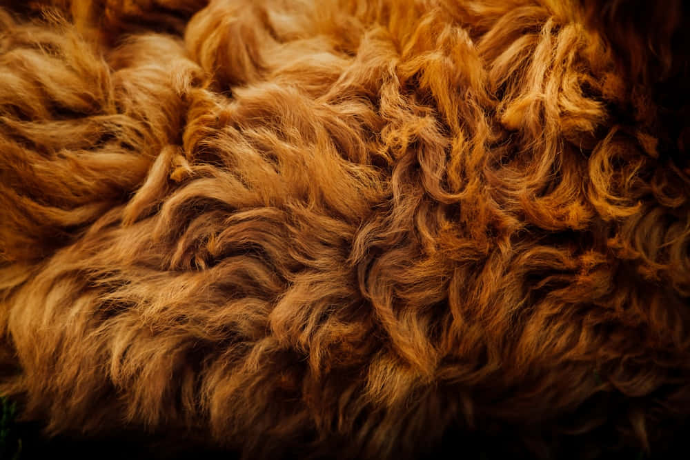 Animal Fur 桌布 壁紙 — 厚實捲曲金棕色毛髮的特寫，帶有柔和高光和深邃陰影，營造出奢華質感。