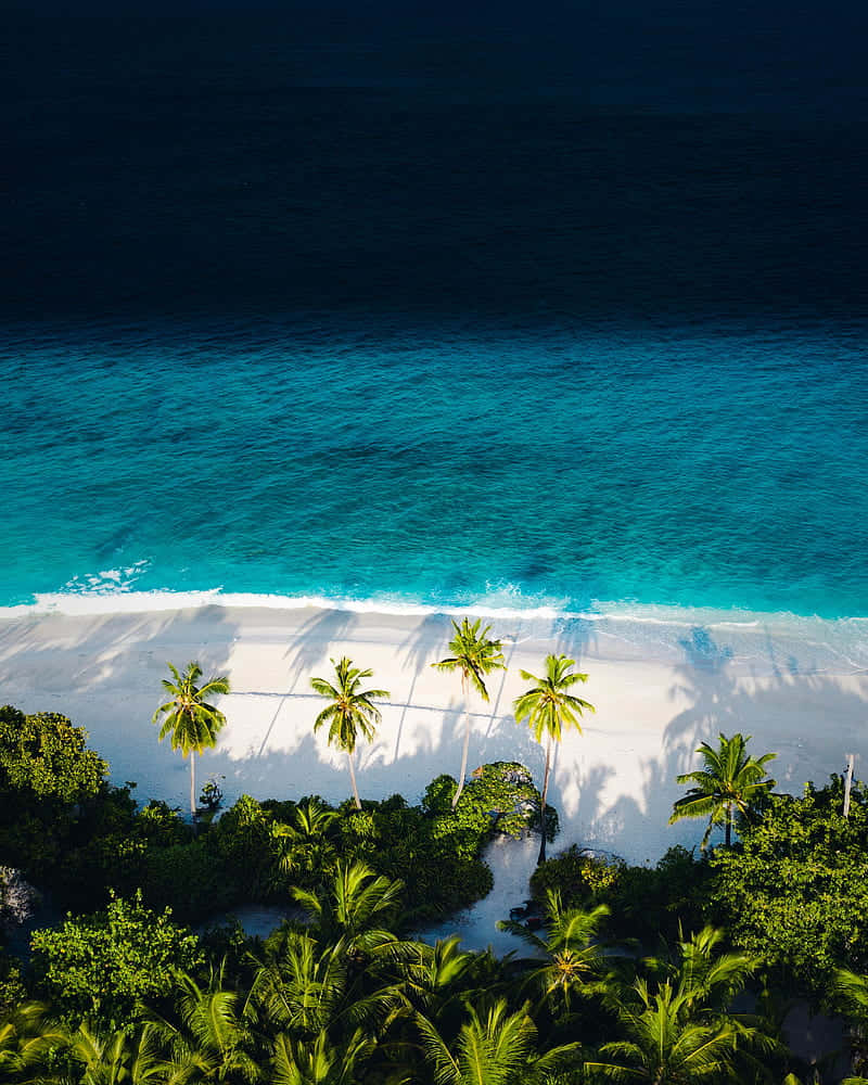 Palm Trees Beach 桌布 壁紙 — 原始熱帶海灘的鳥瞰圖，有碧綠的海水、白色沙灘和投下長長陰影的棕櫚樹。