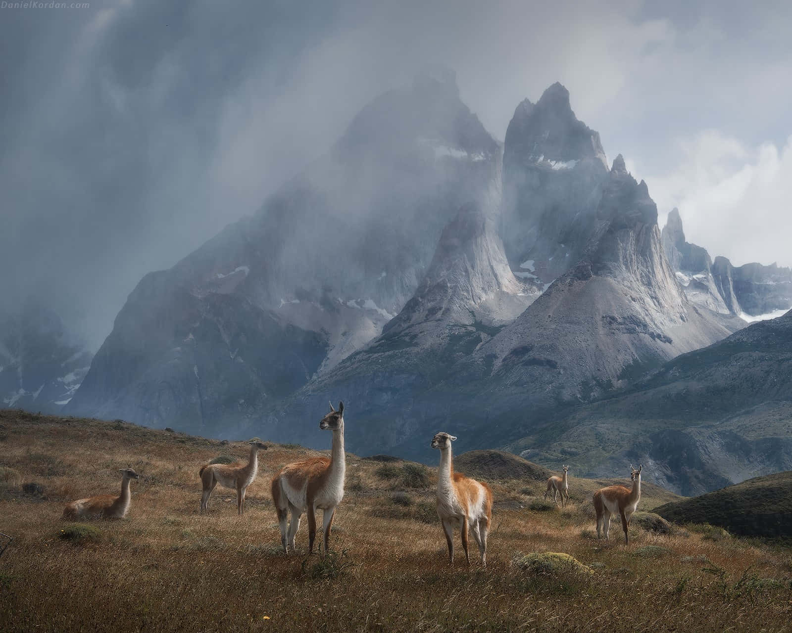 Patagonia 桌布 壁紙 — 原駝在風吹草動的高山草甸上吃草，背景是霧氣繚繞、白雪覆蓋的巍峨山脈。