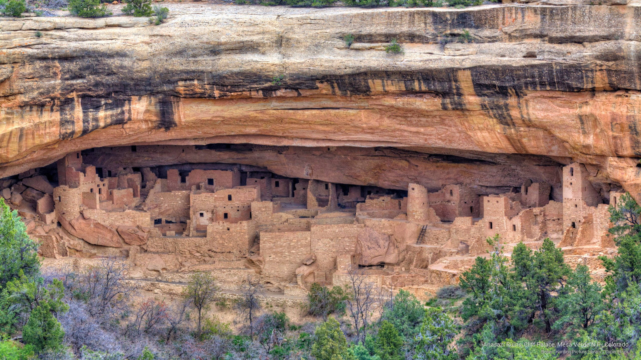 Mesa Verde 桌布 壁紙 — 古代懸崖住所普韋布洛遺址，坐落於巨大砂岩懸崖下，被綠樹環繞。