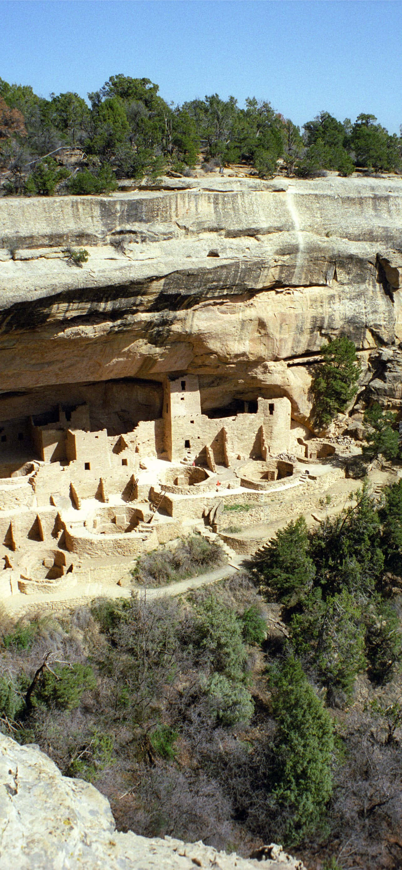 Colorado 桌布 壁紙 — 古代懸崖住所普韋布洛遺址，雕刻在砂岩懸崖上，在晴朗的藍天下，周圍環繞著綠樹。