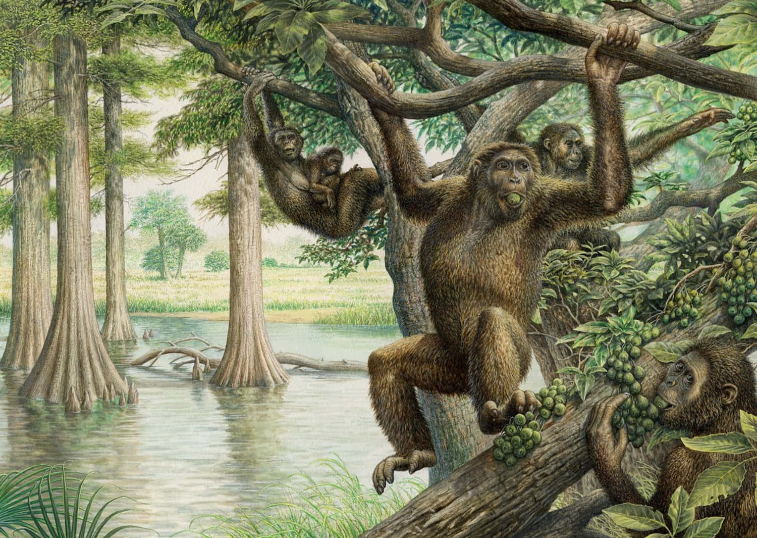 Ape 桌布 壁紙 — 古代靈長類動物在茂密的沼澤森林中搖擺並吃水果的插圖，森林中有柏樹和寧靜的水面。