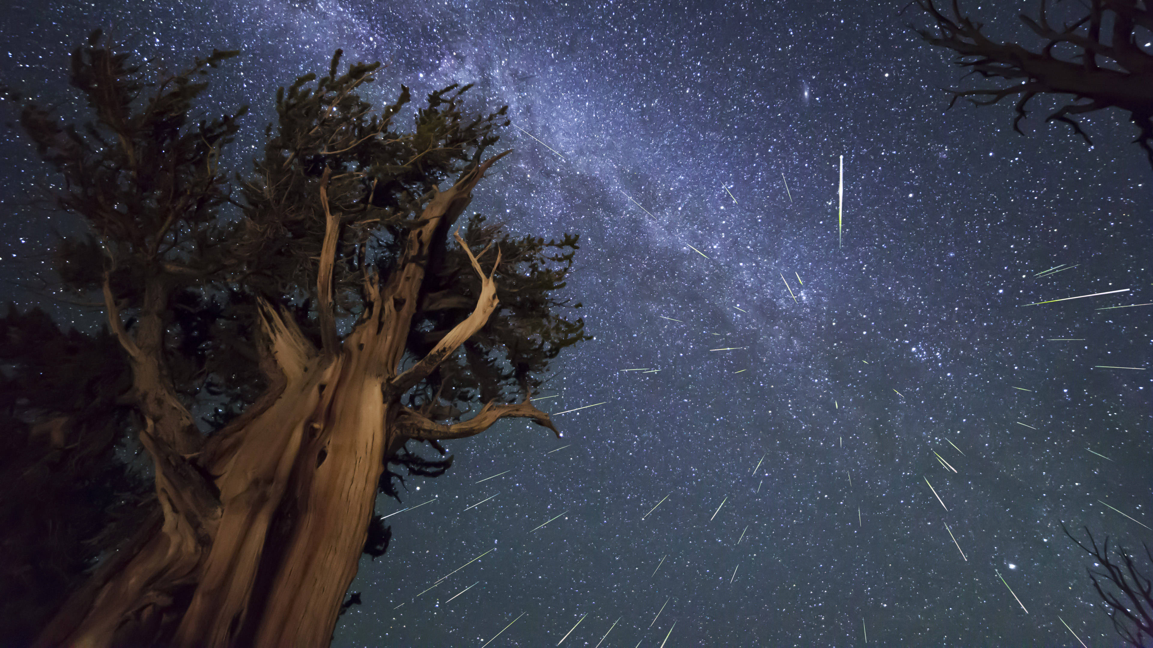 Shooting Star 桌布 壁紙 — 古老扭曲的樹木剪影，映襯著流星軌跡和銀河光芒的星空。
