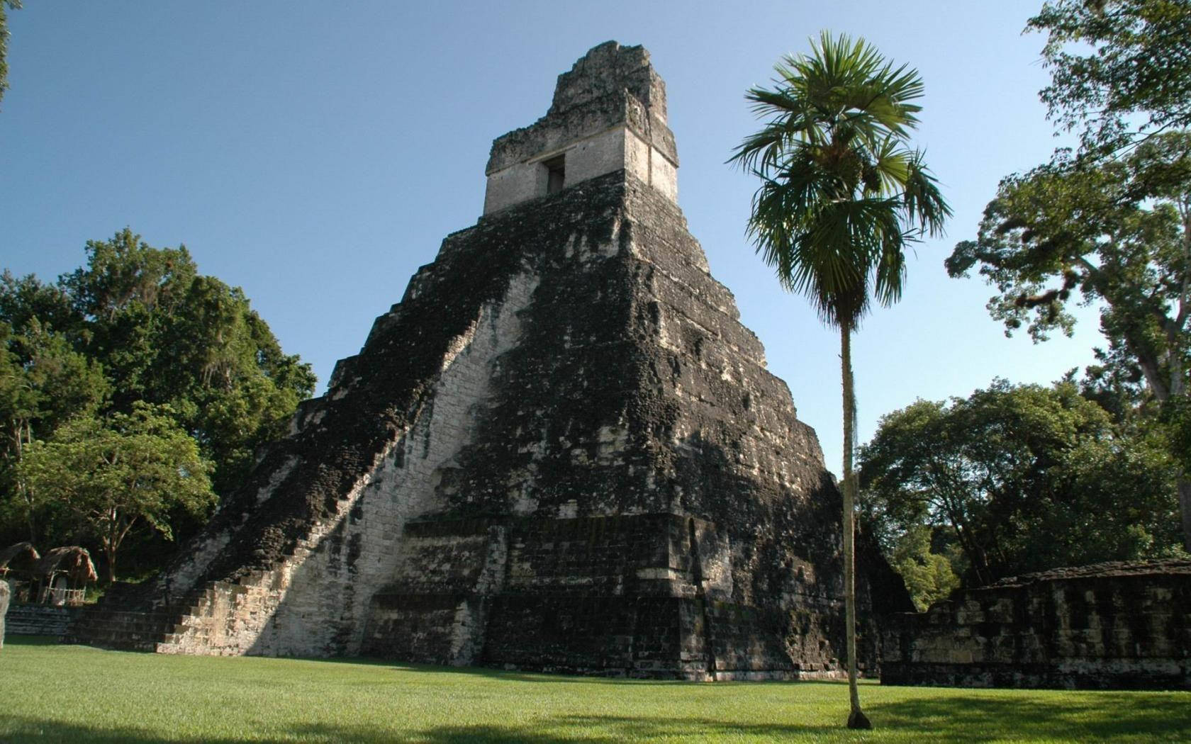 Guatemala 桌布 壁紙 — 古老的瑪雅金字塔在晴朗藍天下從茂密的綠草中升起，附近有棵高大的棕櫚樹。
