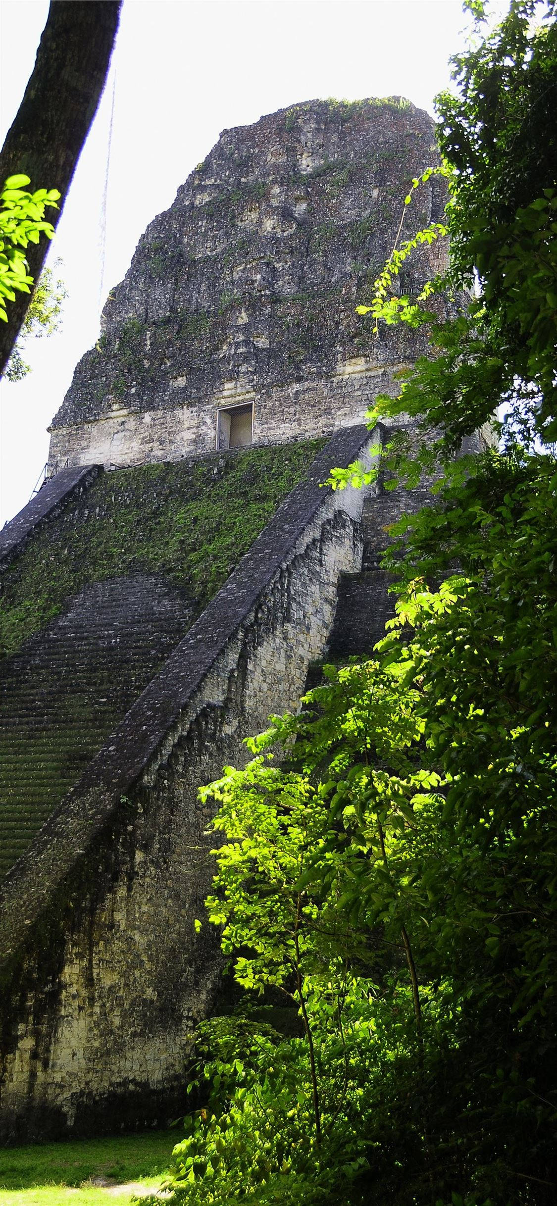 Guatemala 桌布 壁紙 — 古老的石造金字塔神廟在明亮日光下半被充滿活力的綠色叢林樹葉吞噬。