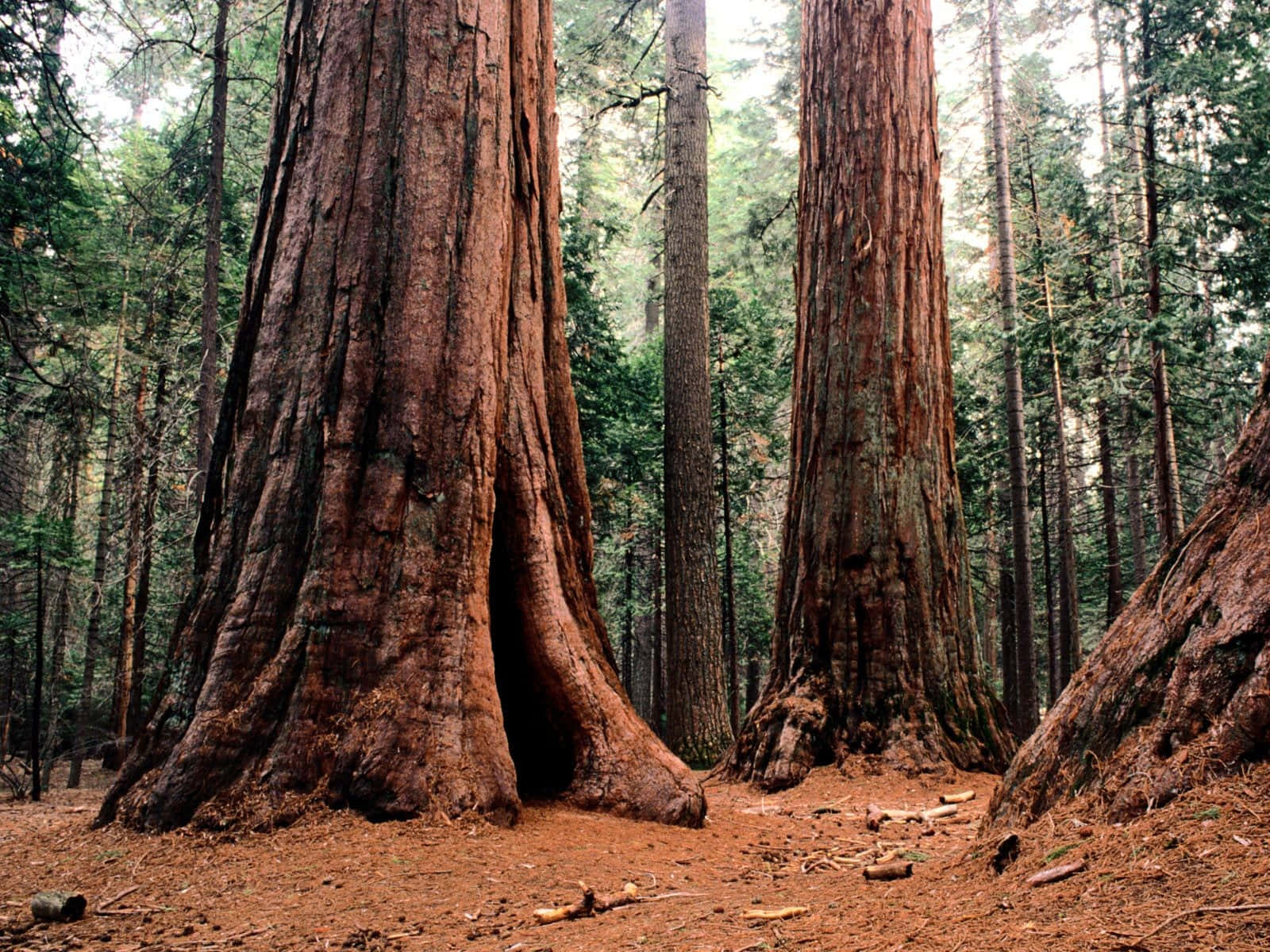 Redwood Trees 桌布 壁紙 — 古老的紅木樹在柔和斑駁的光線下，聳立於覆蓋著落葉和苔蘚的森林地面上。