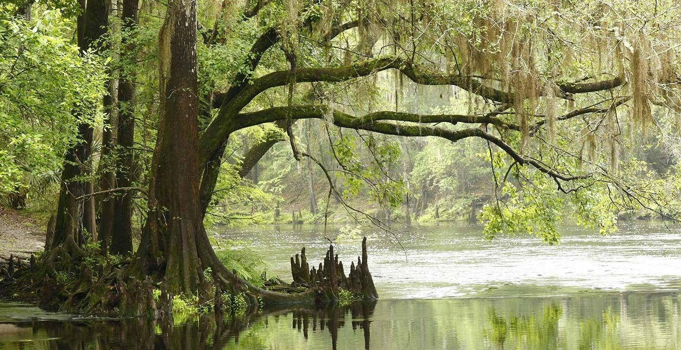 Lake 桌布 壁紙 — 古老的苔蘚覆蓋的柏樹矗立在平靜的沼澤水中，反射出茂密的綠色樹葉和柔和斑駁的光線。