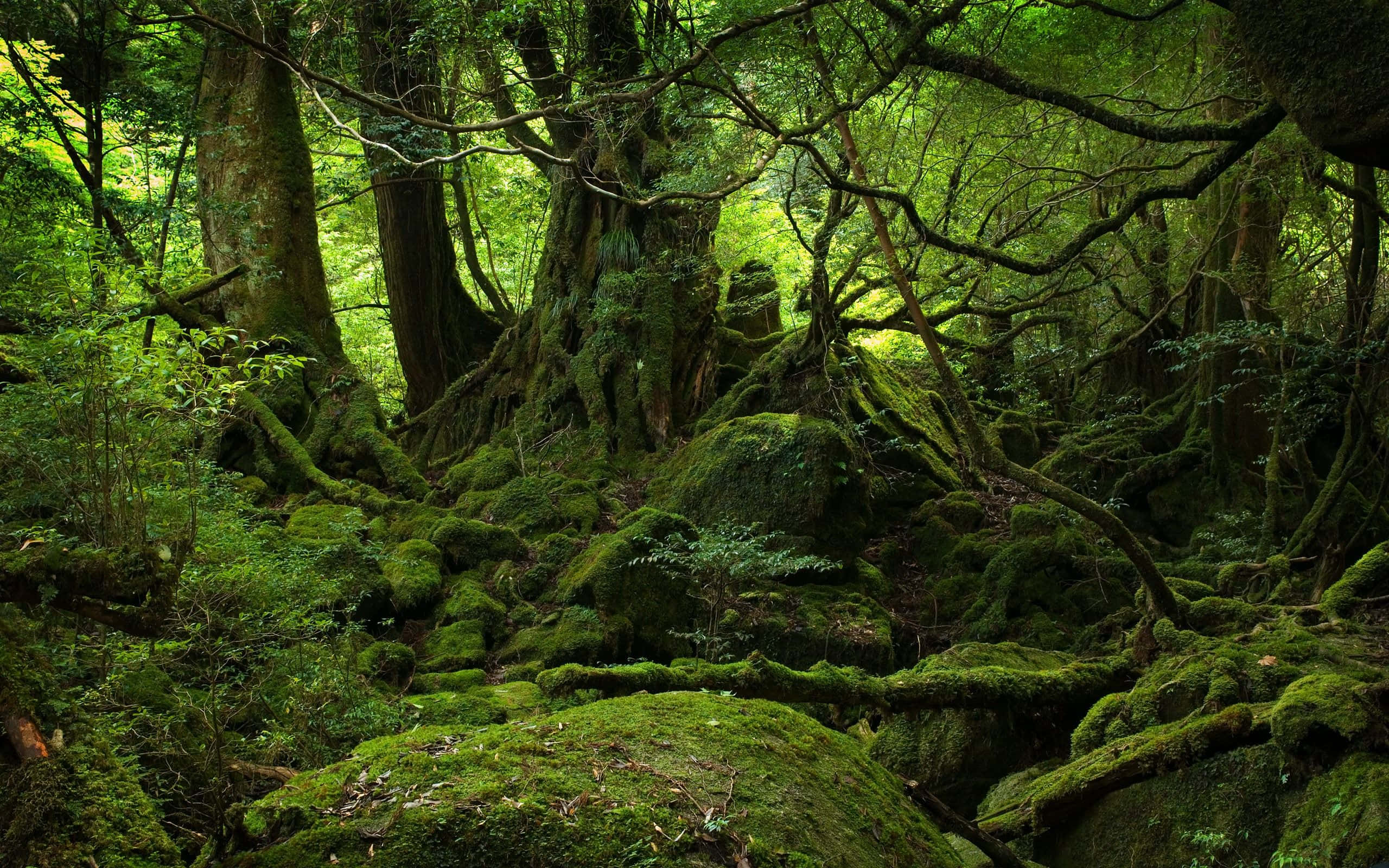 Forest Desktop 桌布 壁紙 — 古老的苔蘚覆蓋的樹木和岩石形成了一片茂密、翠綠的森林地面，沐浴在斑駁的陽光中。
