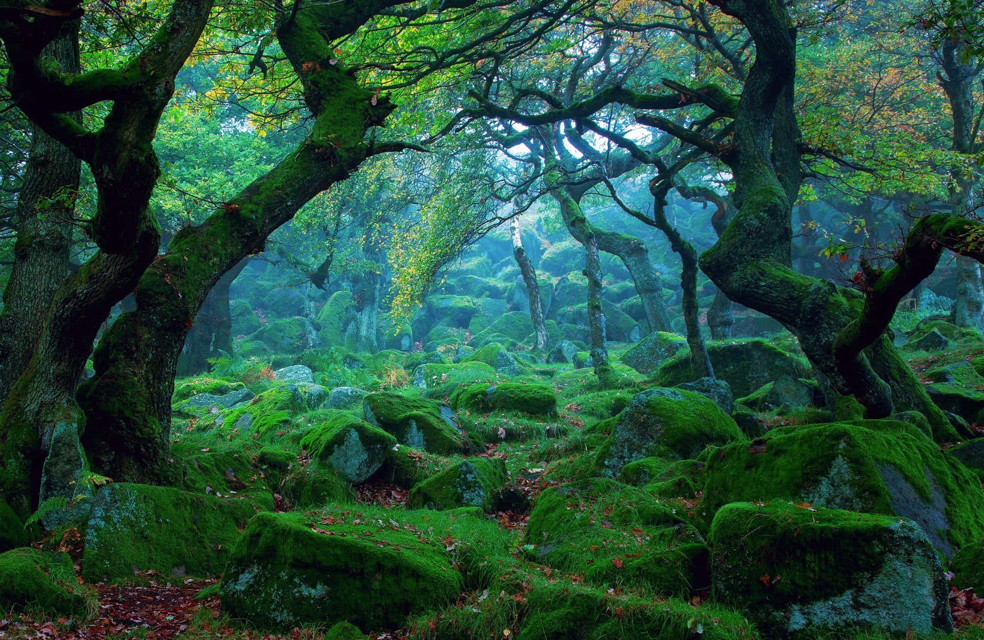 3d Forest 桌布 壁紙 — 古老的苔蘚覆蓋的樹木拱起在霧氣瀰漫的森林地面上，地面覆蓋著翠綠色的苔蘚和散落的秋葉。