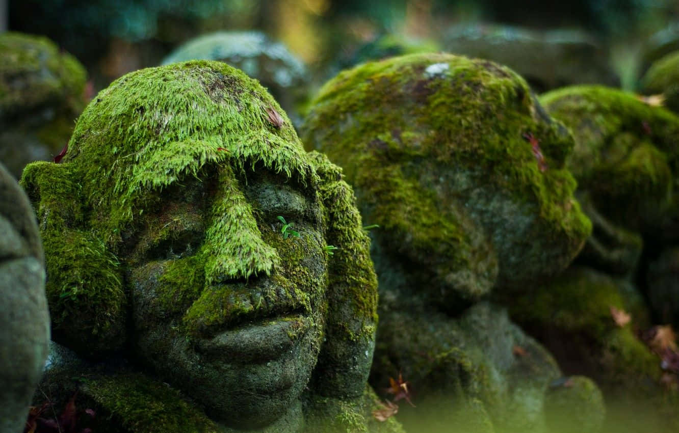 Moss 桌布 壁紙 — 古老的長滿青苔的石像，表情安詳，矗立在寧靜的森林中。