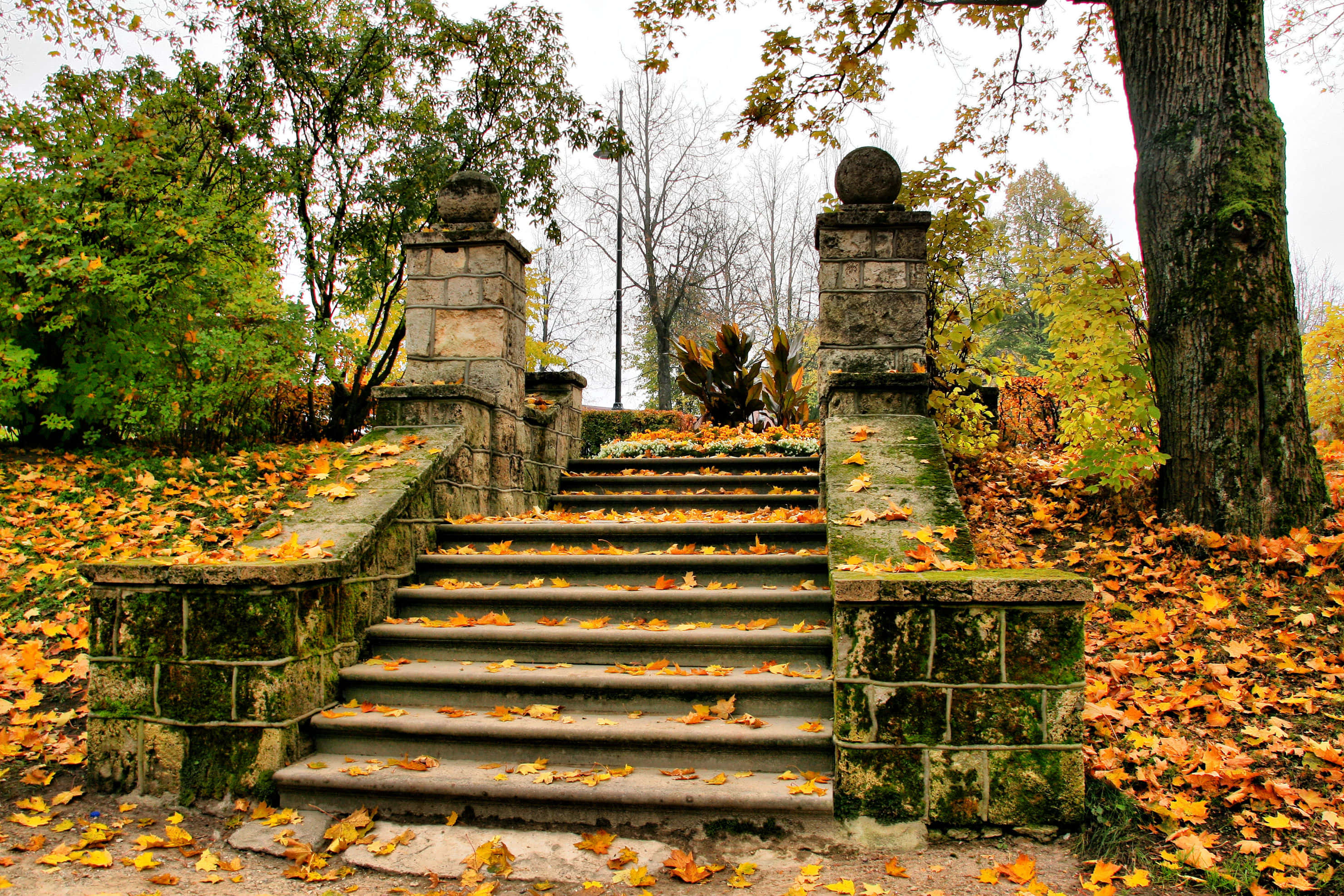 Autumn Leaves 桌布 壁紙 — 古老的長滿青苔的石階，覆蓋著金色的秋葉，在陰天的天空下穿過森林公園向上延伸。