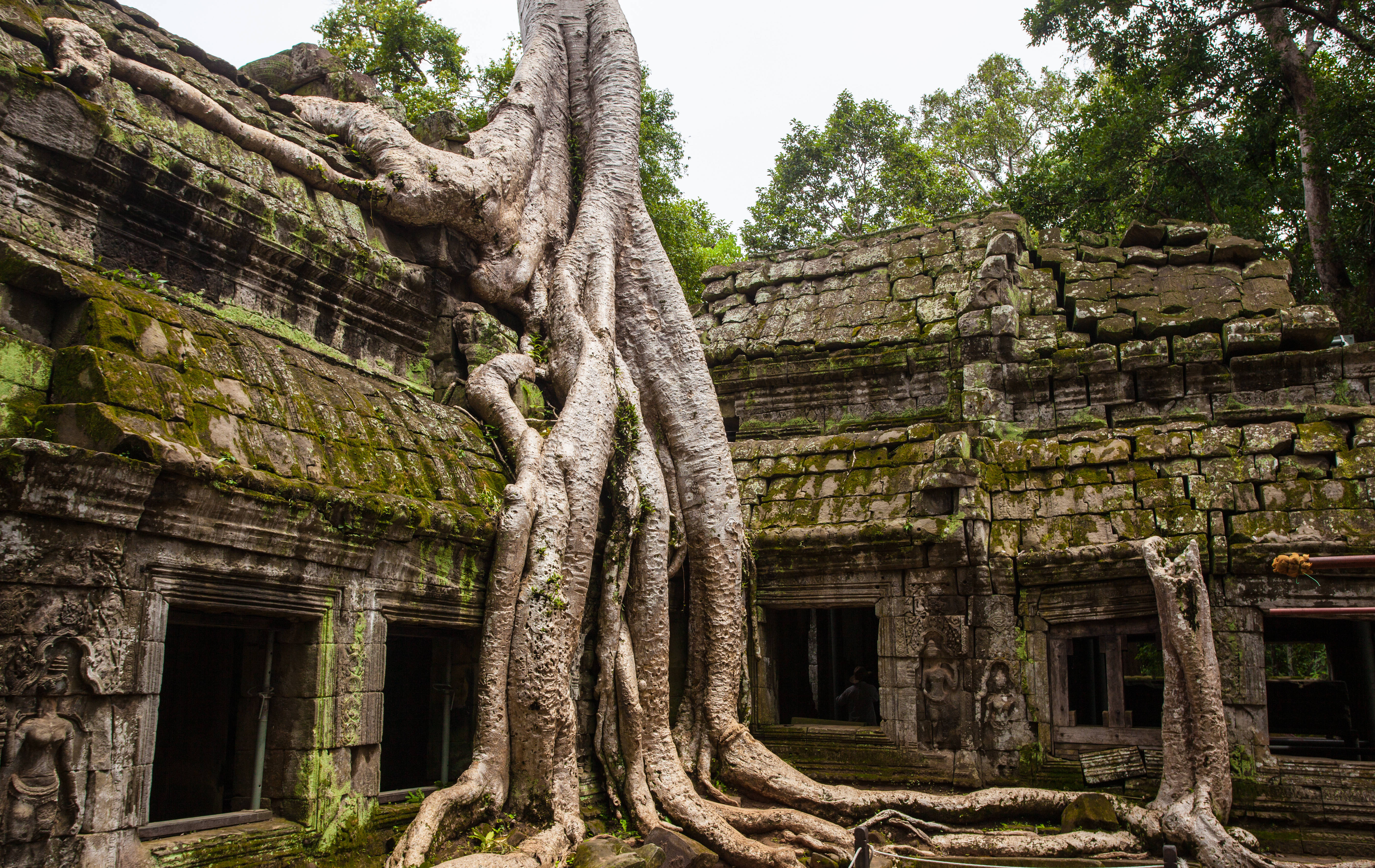 Cambodia 桌布 壁紙 — 古老石廟遺跡被巨大樹根和茂密綠苔覆蓋，天空陰沉。