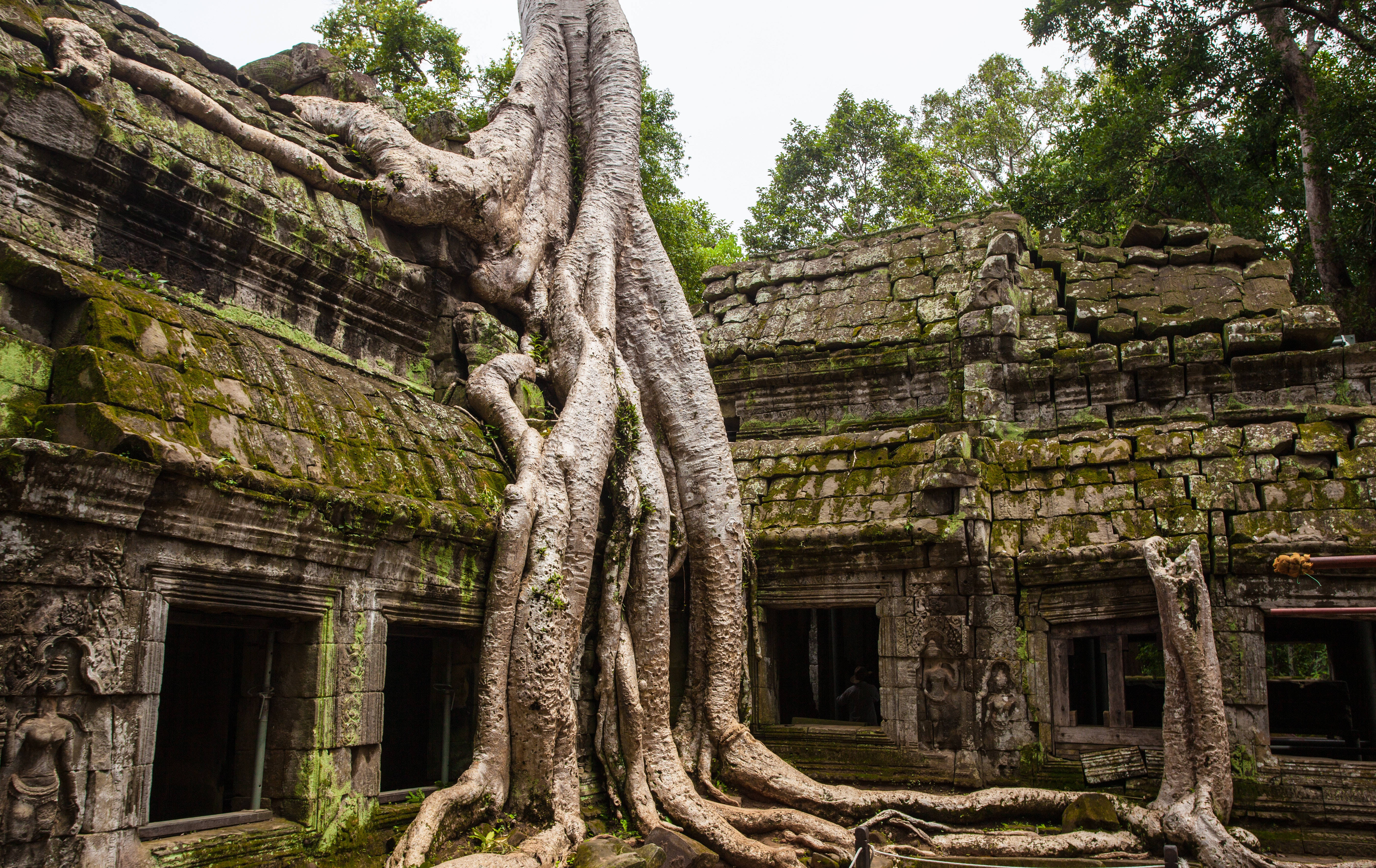 自然 桌布 壁紙 — 古老石廟遺跡被巨大的樹根和茂密的綠色苔蘚覆蓋，天空多雲。