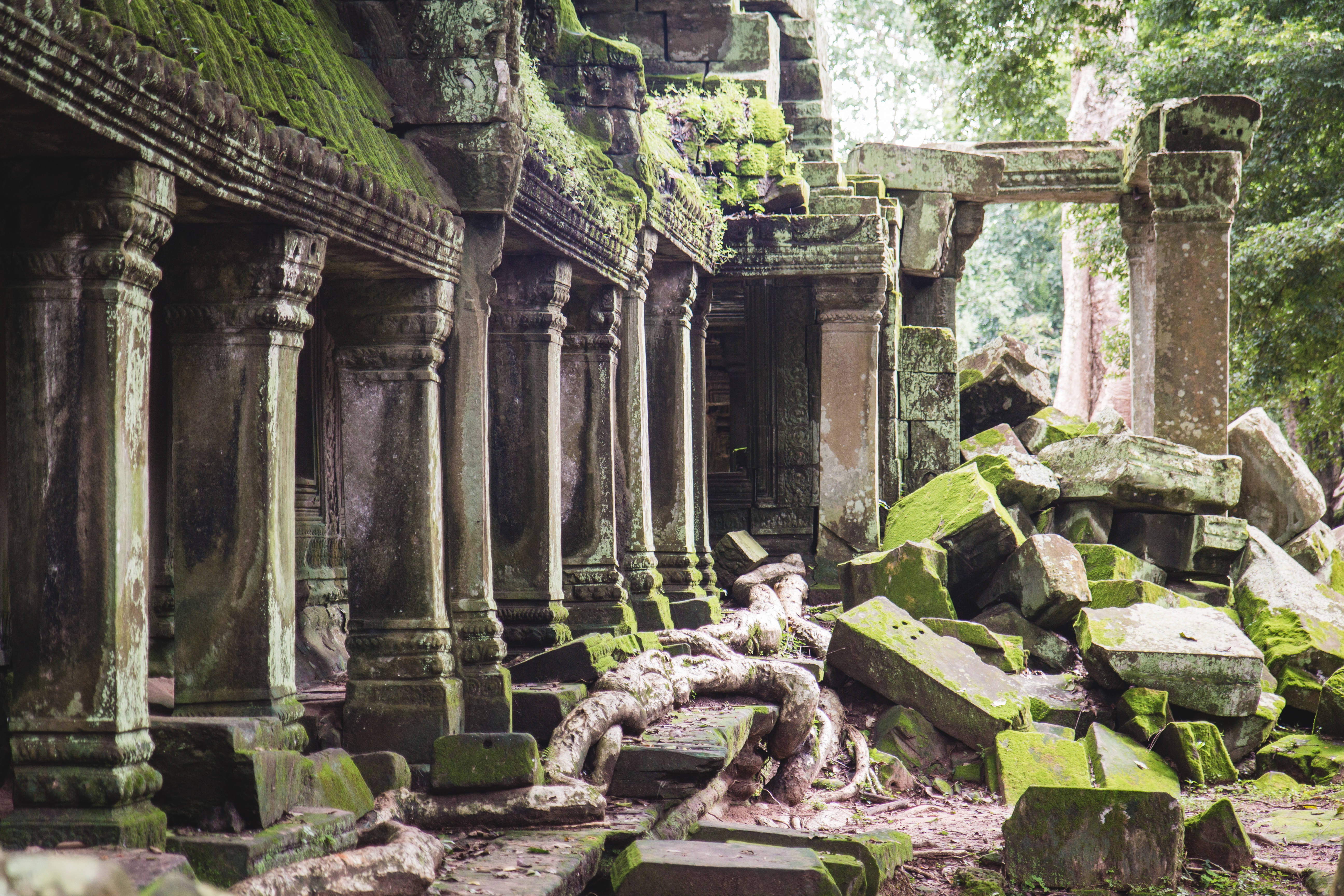 Cambodia 桌布 壁紙 — 古老石廟遺跡被茂密的綠色苔蘚和纏結的樹根覆蓋，位於茂密的叢林中。