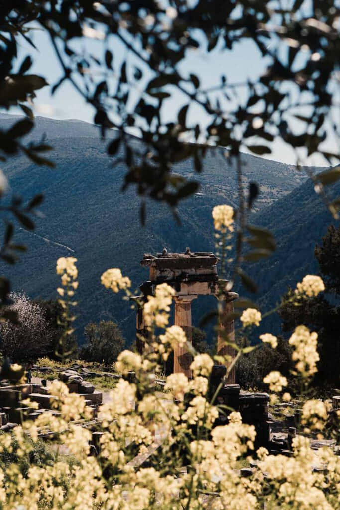 Wildflower 桌布 壁紙 — 古老石頭遺跡被茂密樹枝和盛開的黃色花朵框住，背景是山巒。