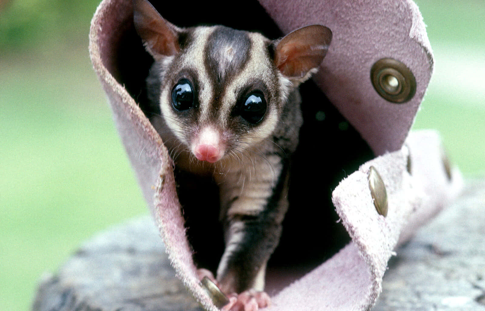 可愛又惹人疼的蜜袋鼯 壁紙