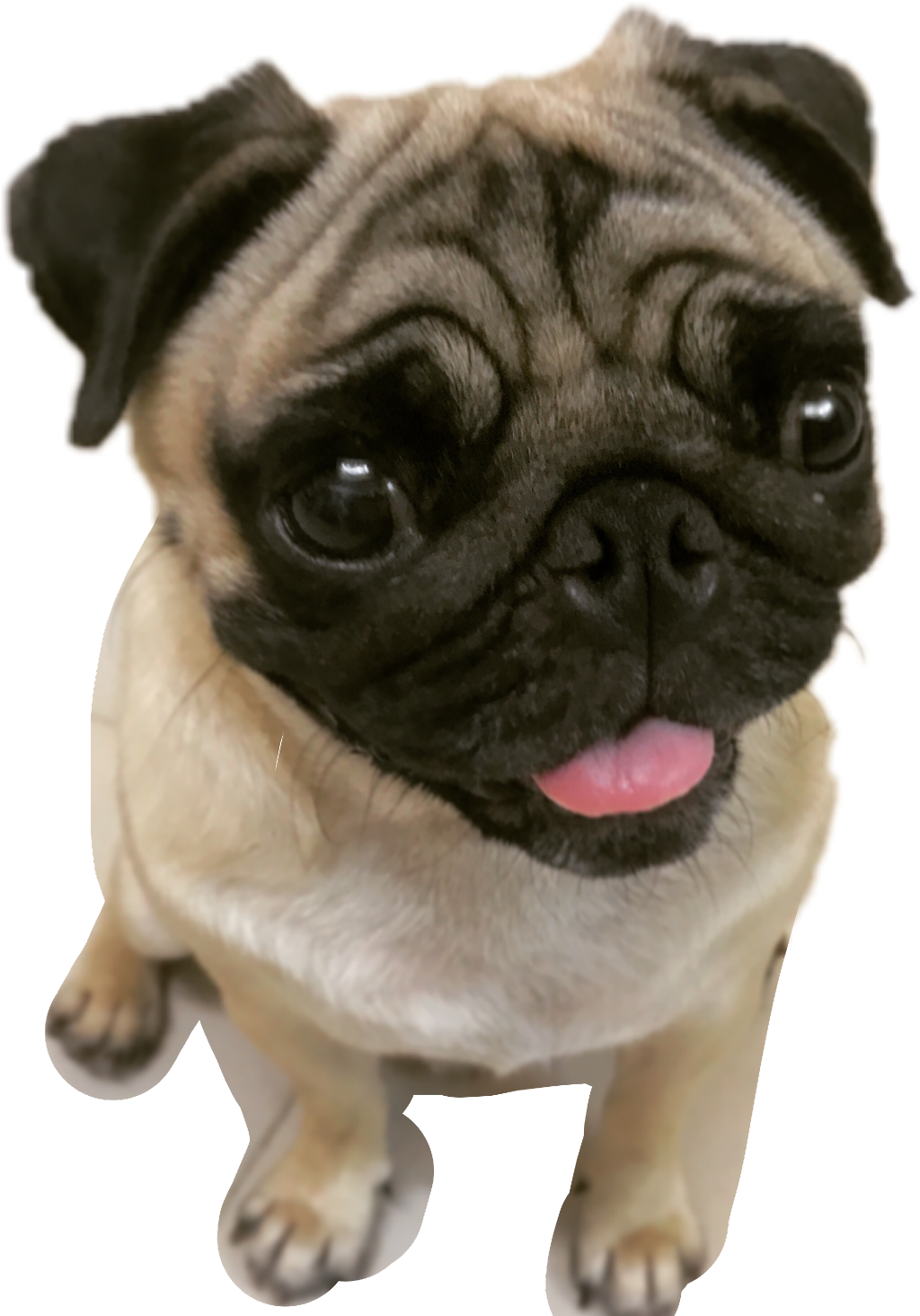 可愛巴哥幼犬抬頭仰望 壁紙
