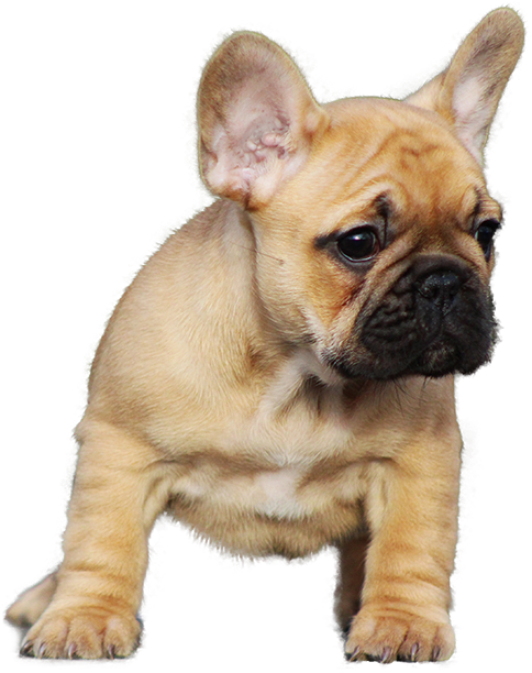可愛的小法鬥幼犬