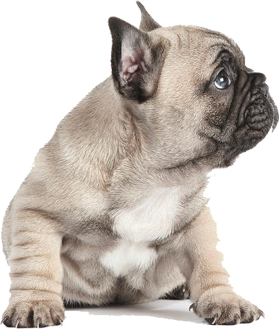 可愛的小鹿鬥牛犬幼犬
