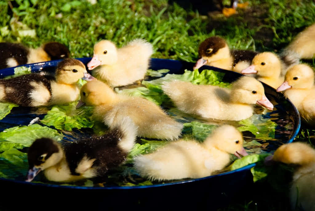 Baby Duck 桌布 壁紙 — 可愛的毛茸茸小鴨，有黃色和黑色的羽毛，在綠色草地上的藍色碗裡游泳和啄食生菜葉。