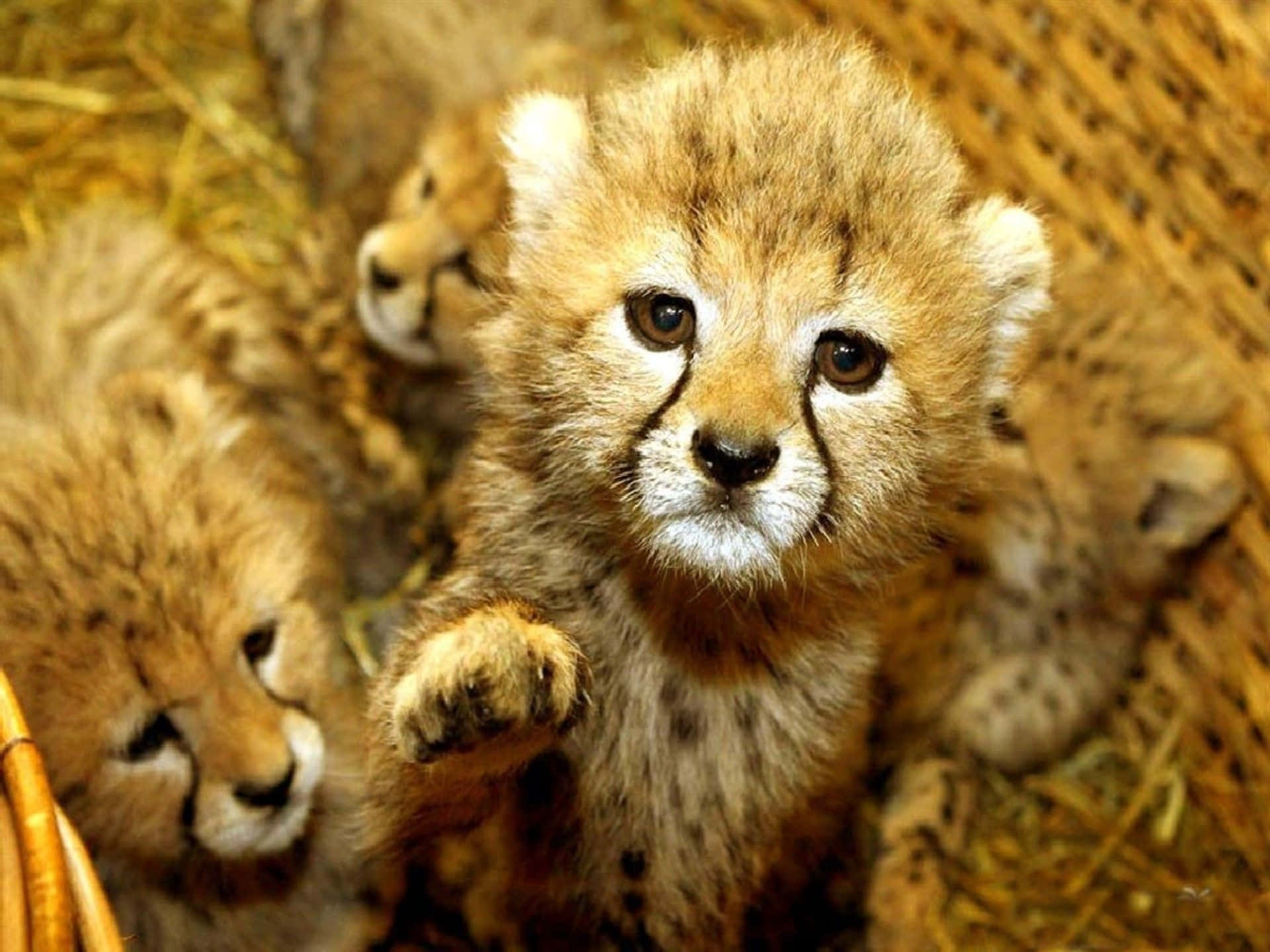 Cute Baby Animal 桌布 壁紙 — 可愛的獵豹幼崽，擁有蓬鬆的金色皮毛和深色淚痕，從一個裝滿稻草的編織籃子裡好奇地張望。