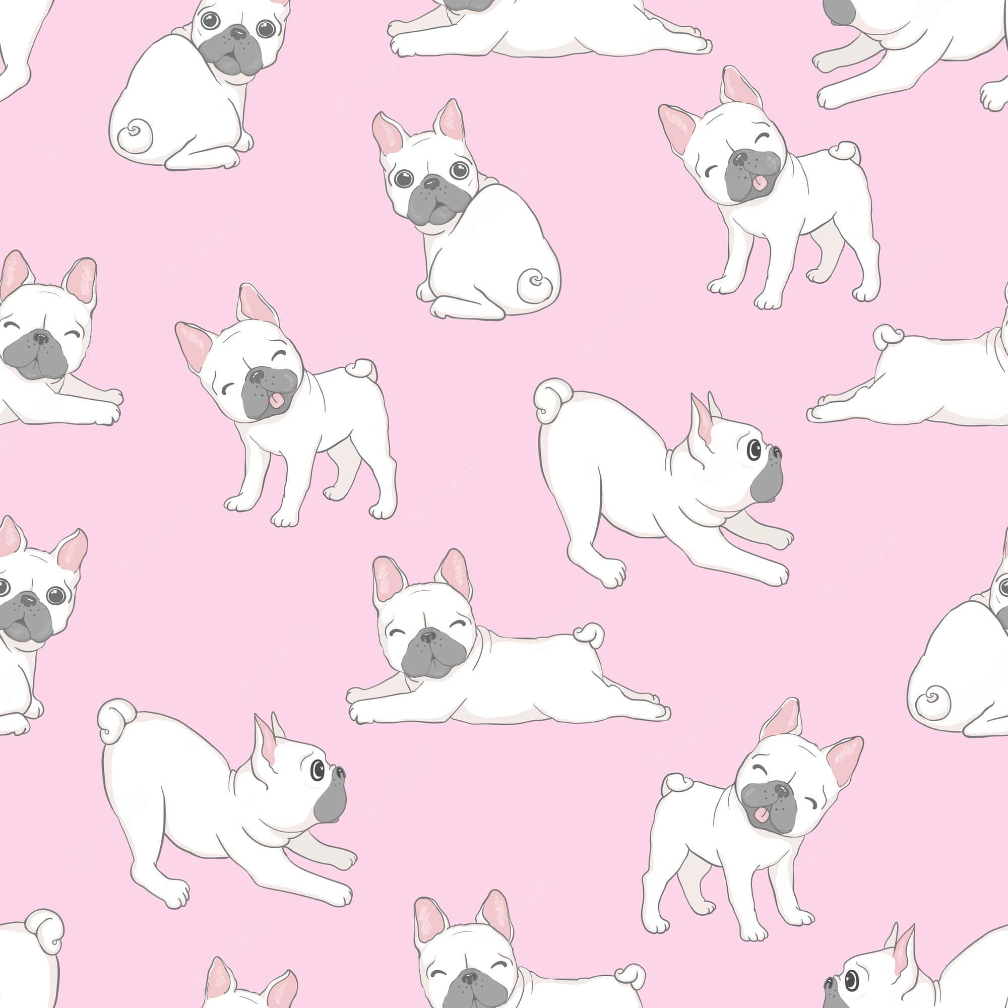 Bulldog 桌布 壁紙 — 可愛的白色法國鬥牛犬以各種俏皮姿勢散落在柔和的粉紅色背景上。