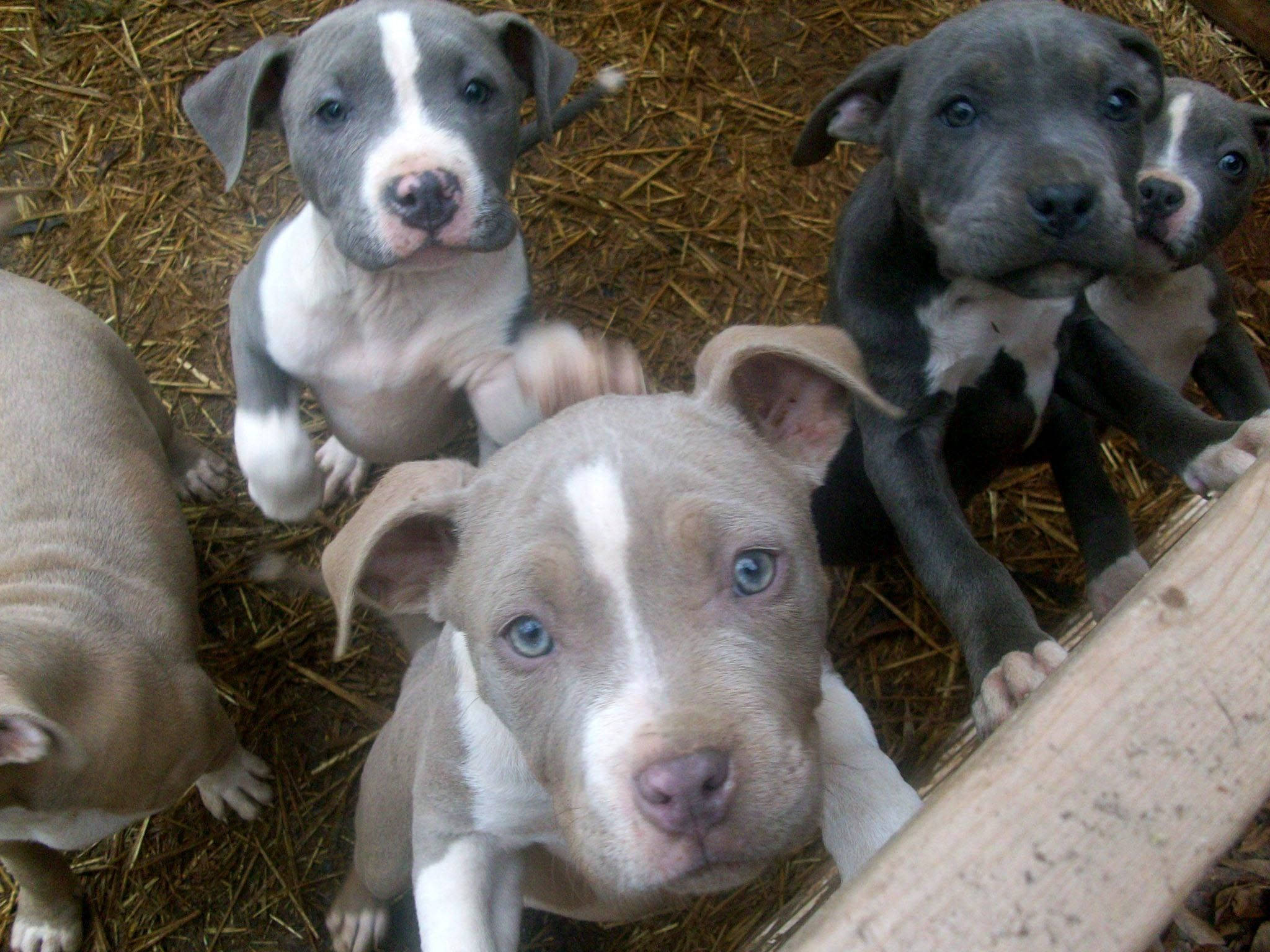 Pitbull Puppies 桌布 壁紙 — 可愛的藍眼比特犬幼犬，灰白毛髮，從稻草床上好奇地張望。