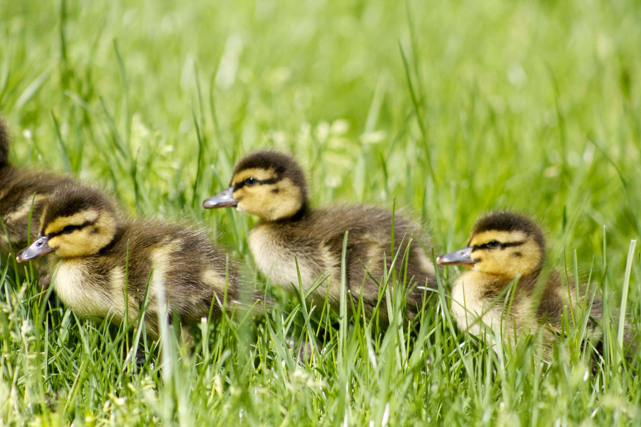 Baby Duck 桌布 壁紙 — 可愛的鴨子有條紋頭，站在陽光下的翠綠草地上。