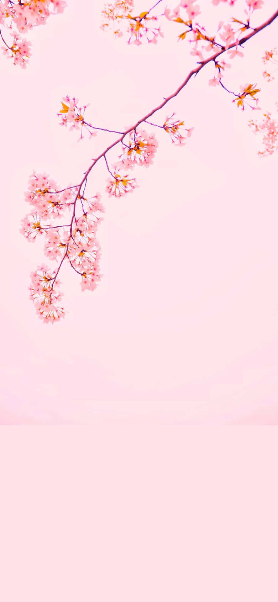 可愛美學背景