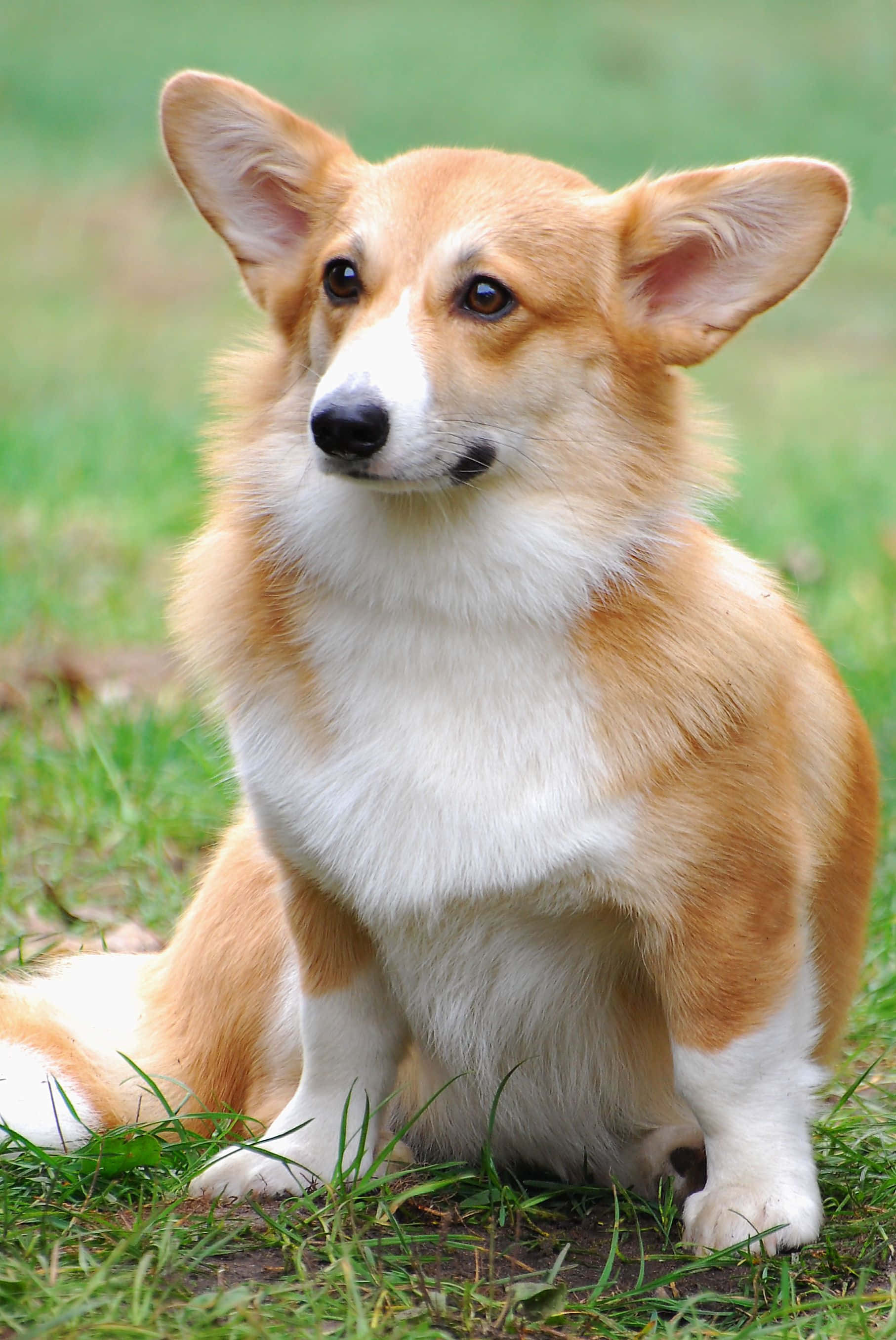 可愛萌趣柯基幼犬 壁紙