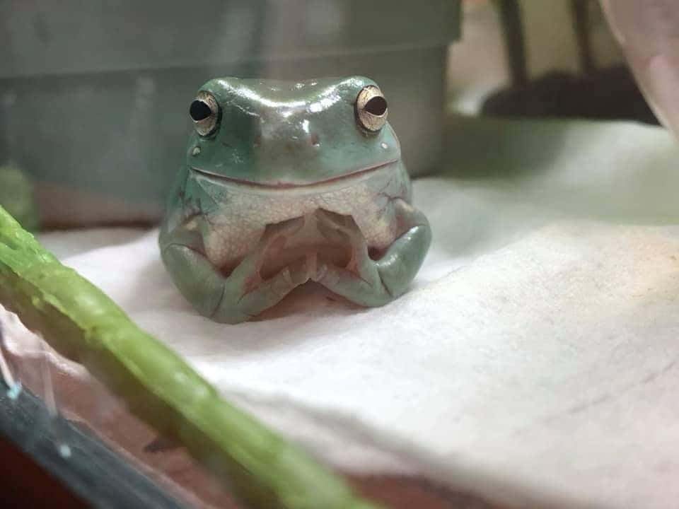 可愛青蛙圖片 壁紙
