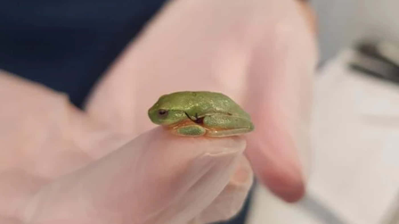 可愛青蛙圖片 壁紙