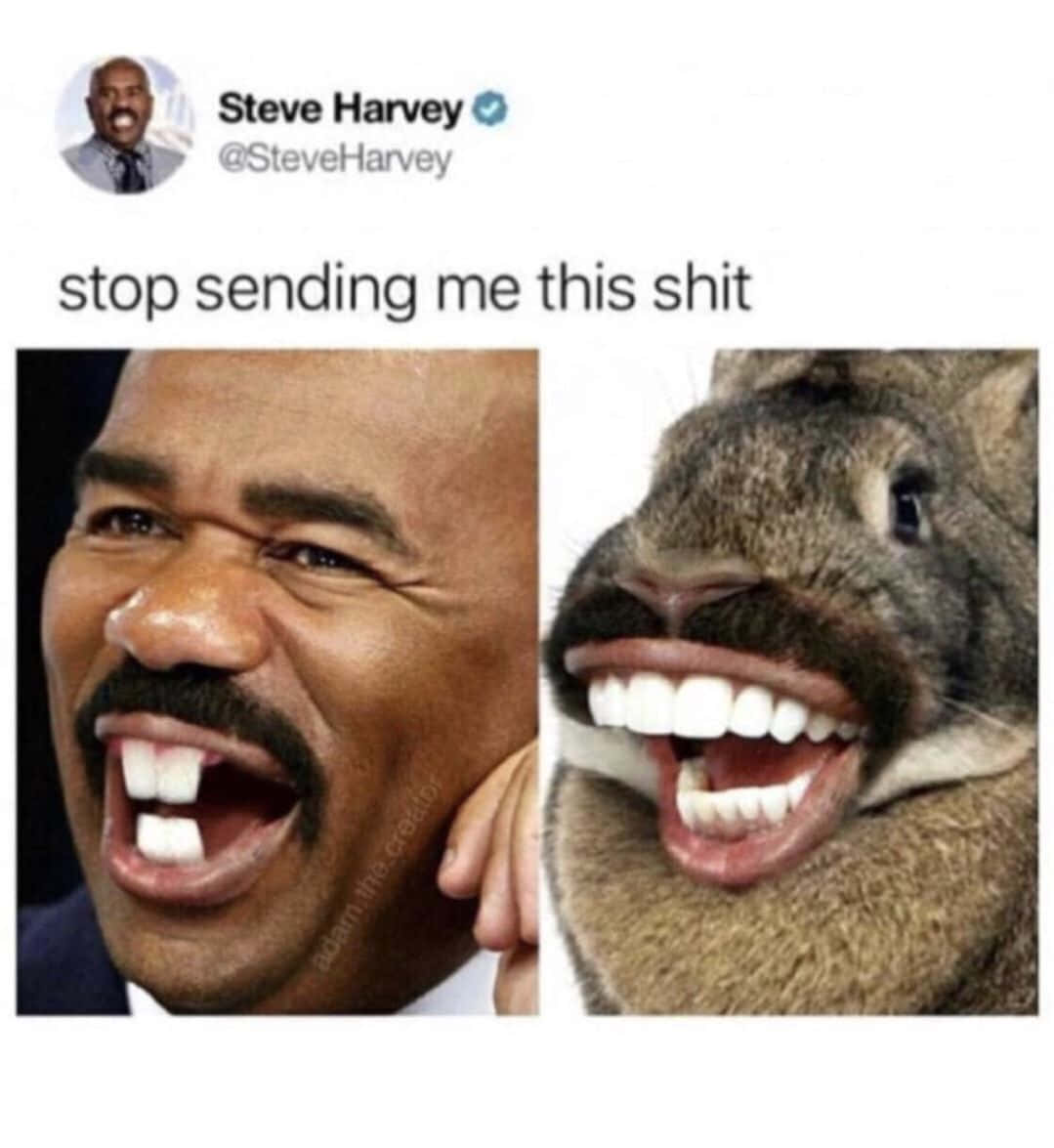 Funny Random 桌布 壁紙 — 史提夫哈維留鬍鬚大笑，而一隻兔子用相同的牙齒和面部毛髮模仿他的笑容。