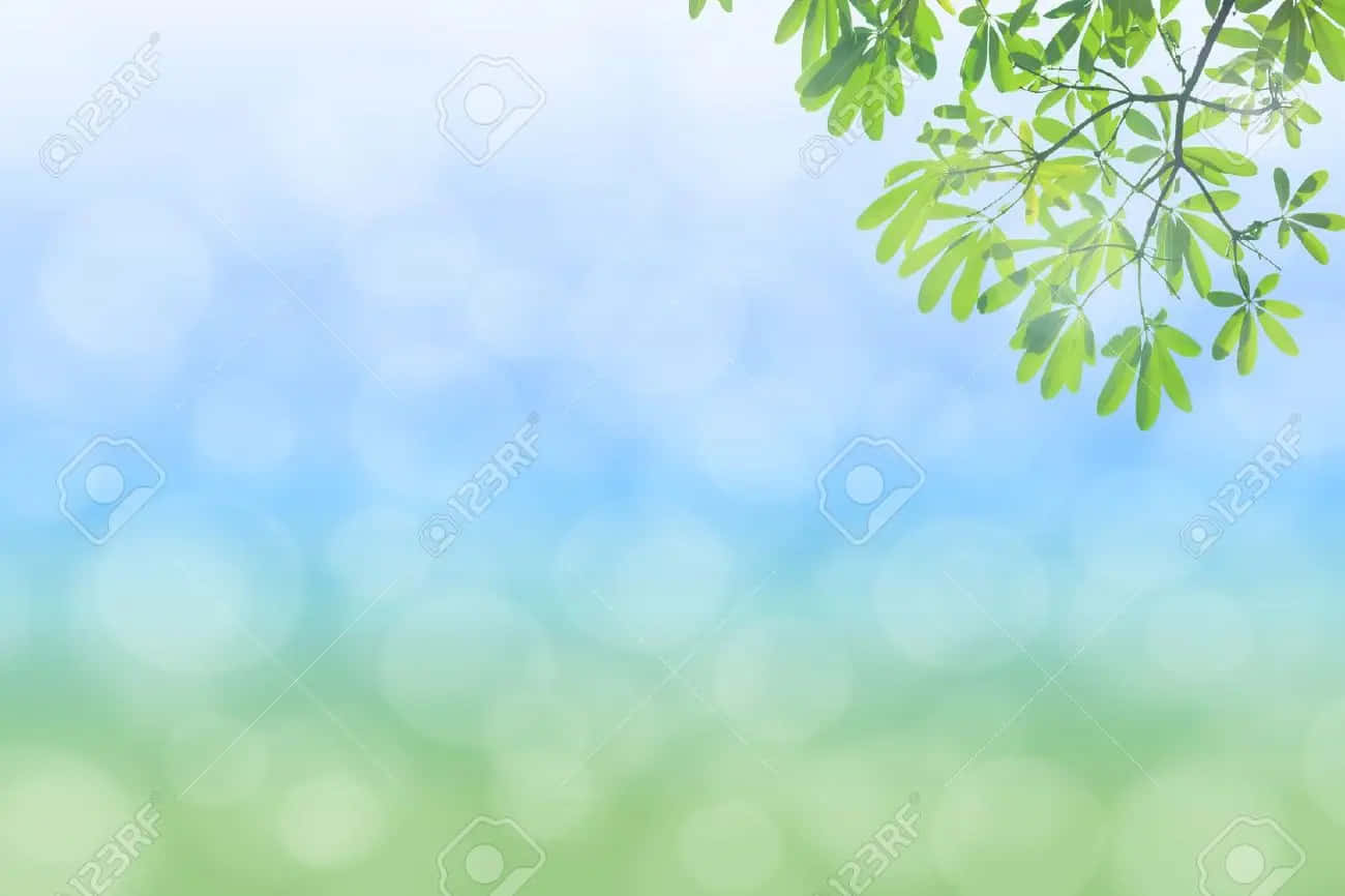Nature Green 桌布 壁紙 — 右上角有新鮮綠色樹枝的藍天和綠草的柔和散景背景。