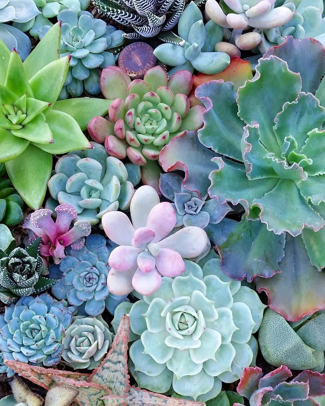 succulent 桌布 壁紙 — 各種多肉植物以粉彩綠色、粉紅色和藍色近距離特寫，排列在茂密且富有質感的花園中。