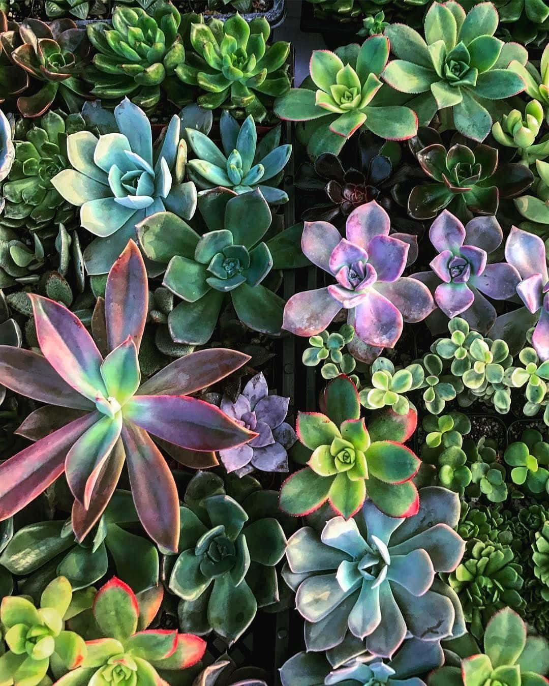 succulent 桌布 壁紙 — 各種多肉植物以豐富的綠色、紫色和紅色色調整齊排列的生動特寫。