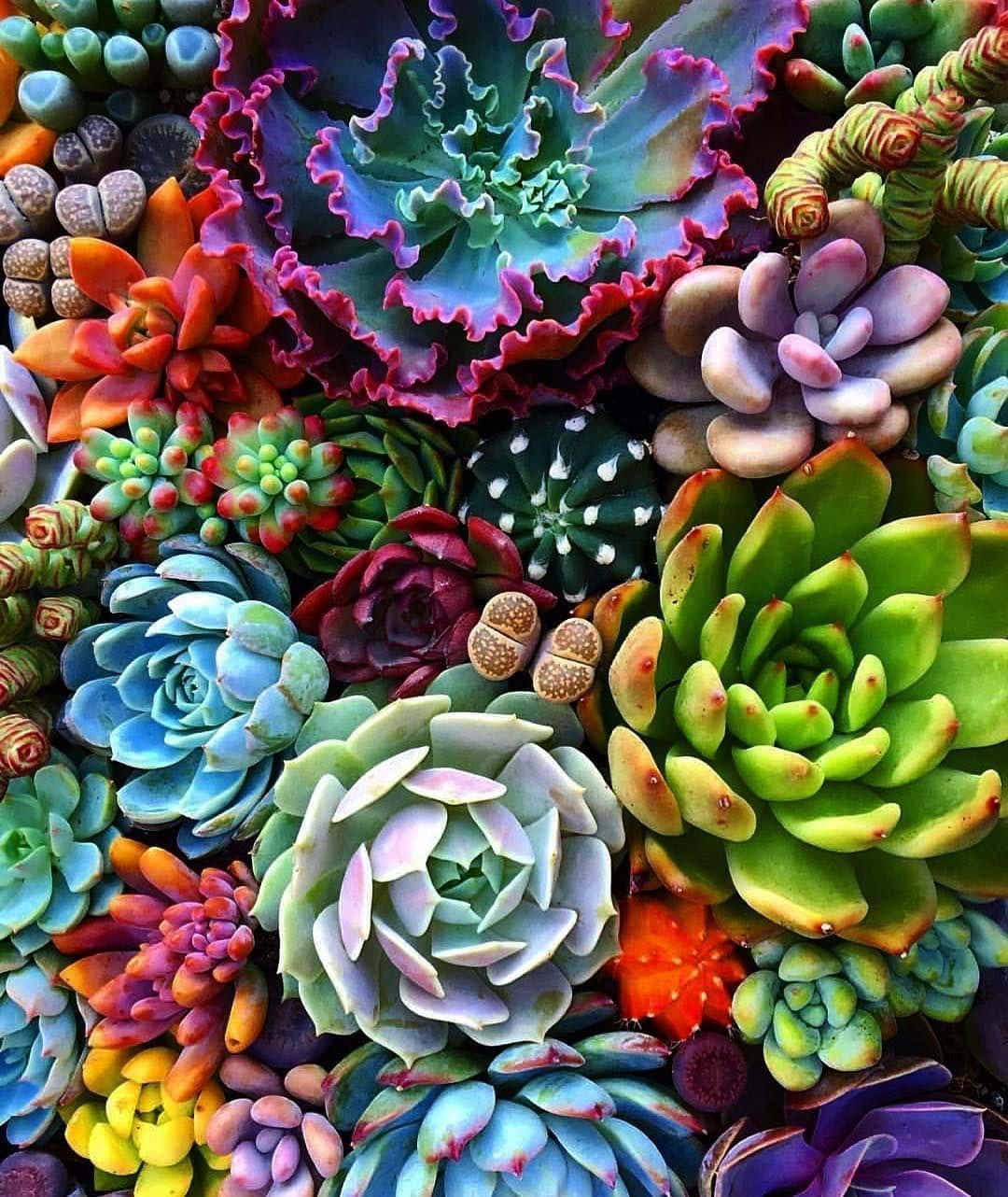 succulent 桌布 壁紙 — 各種多肉植物的特寫，展現鮮豔的藍色、紫色、粉紅色和綠色，呈現複雜的蓮座狀和尖刺形態。