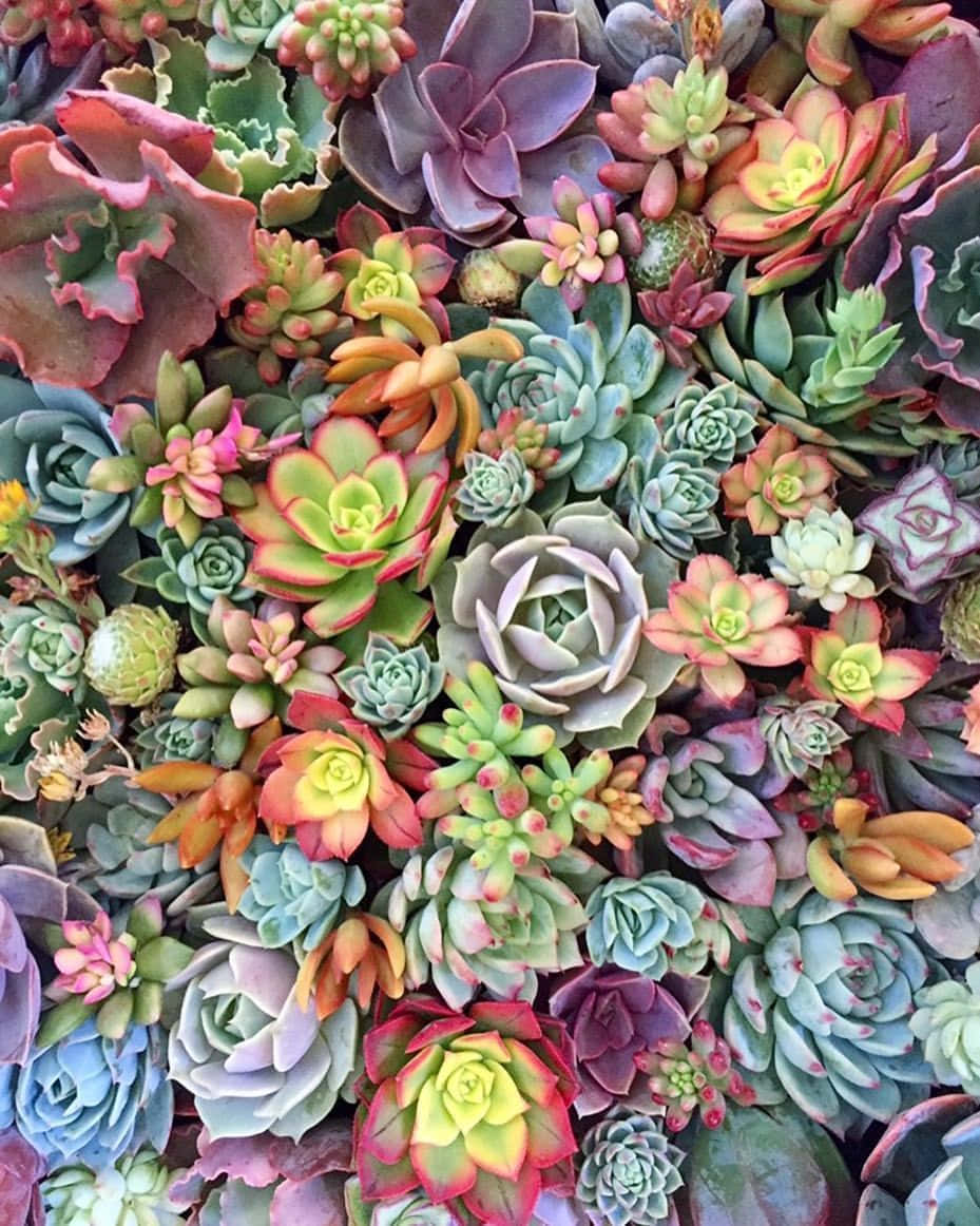 succulent 桌布 壁紙 — 各種多肉植物的鮮豔特寫，呈現粉紅、綠色、藍色和紫色的豐富色調，形成茂密且富有質感的馬賽克。