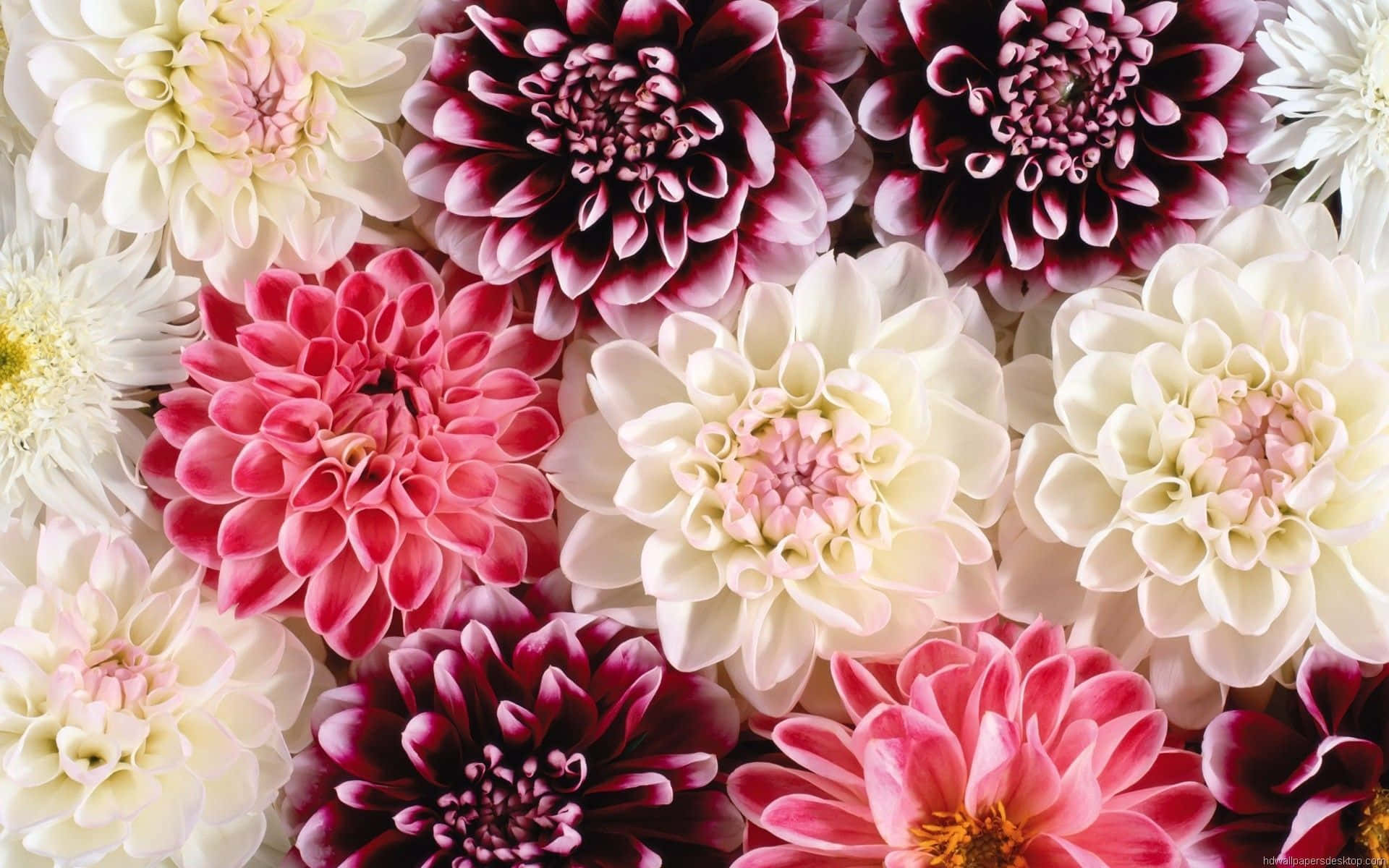 Floral Watercolor 桌布 壁紙 — 各種大麗花（粉紅、白色和酒紅色）的鮮豔特寫，排列成密集的花卉圖案。