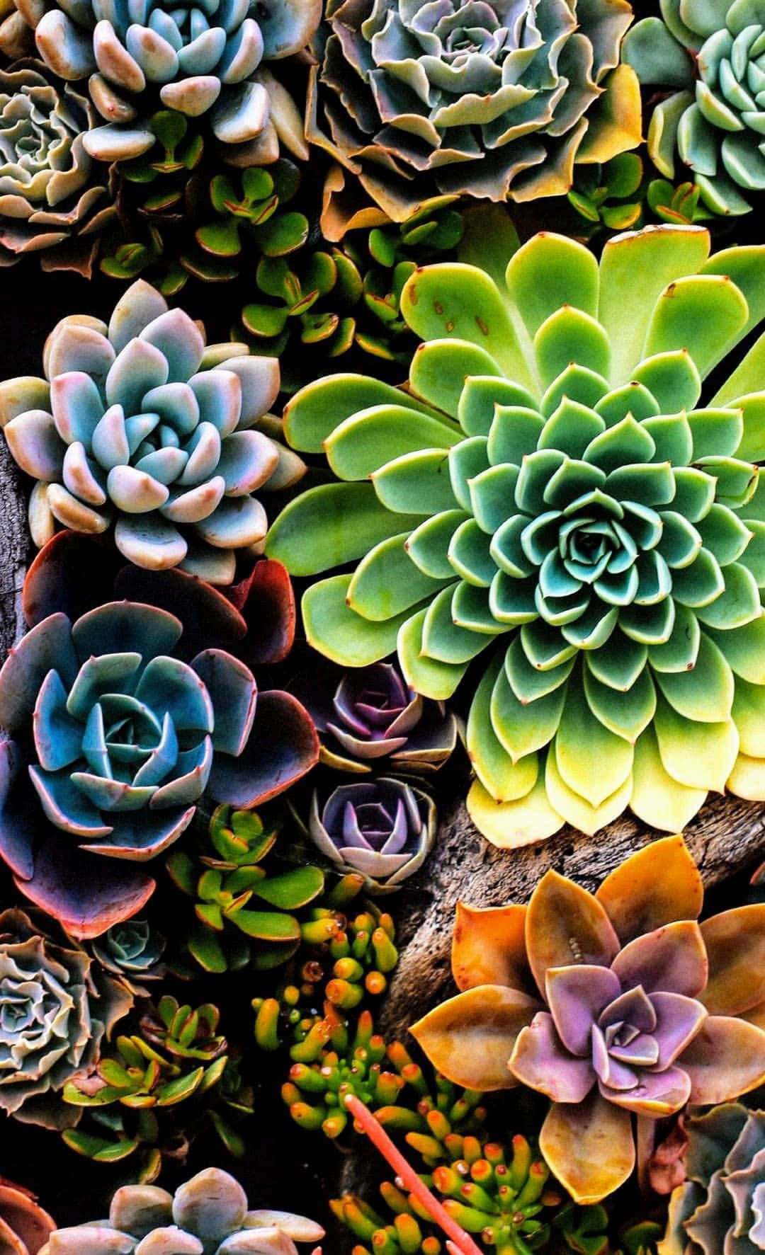 succulent 桌布 壁紙 — 各種帶有蓮座形狀的多肉植物，以綠色、藍色、紫色和橙色色調密集生長的鮮豔特寫。