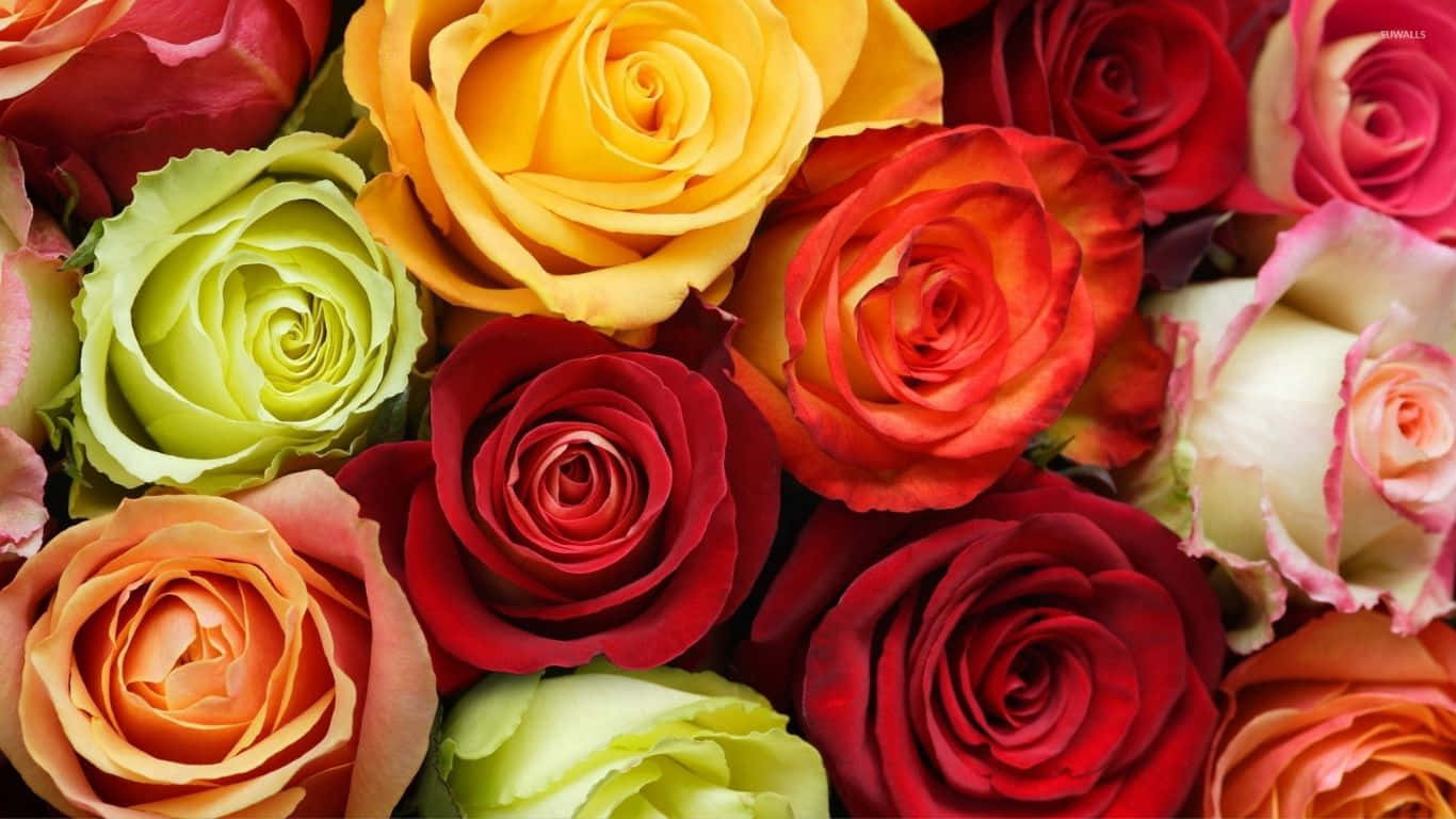 1366x768 Roses 桌布 壁紙 — 各種玫瑰的近距離特寫，呈現豐富的紅色、黃色、橙色和綠色，展示複雜的花瓣層次和茂盛的質感。