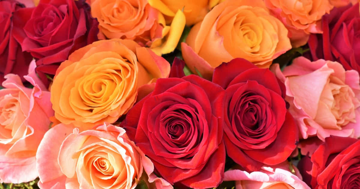 Cute Rose 桌布 壁紙 — 各種玫瑰的鮮明特寫，呈現豐富的紅色、橙色和粉紅色調，花瓣茂密，陰影柔和。
