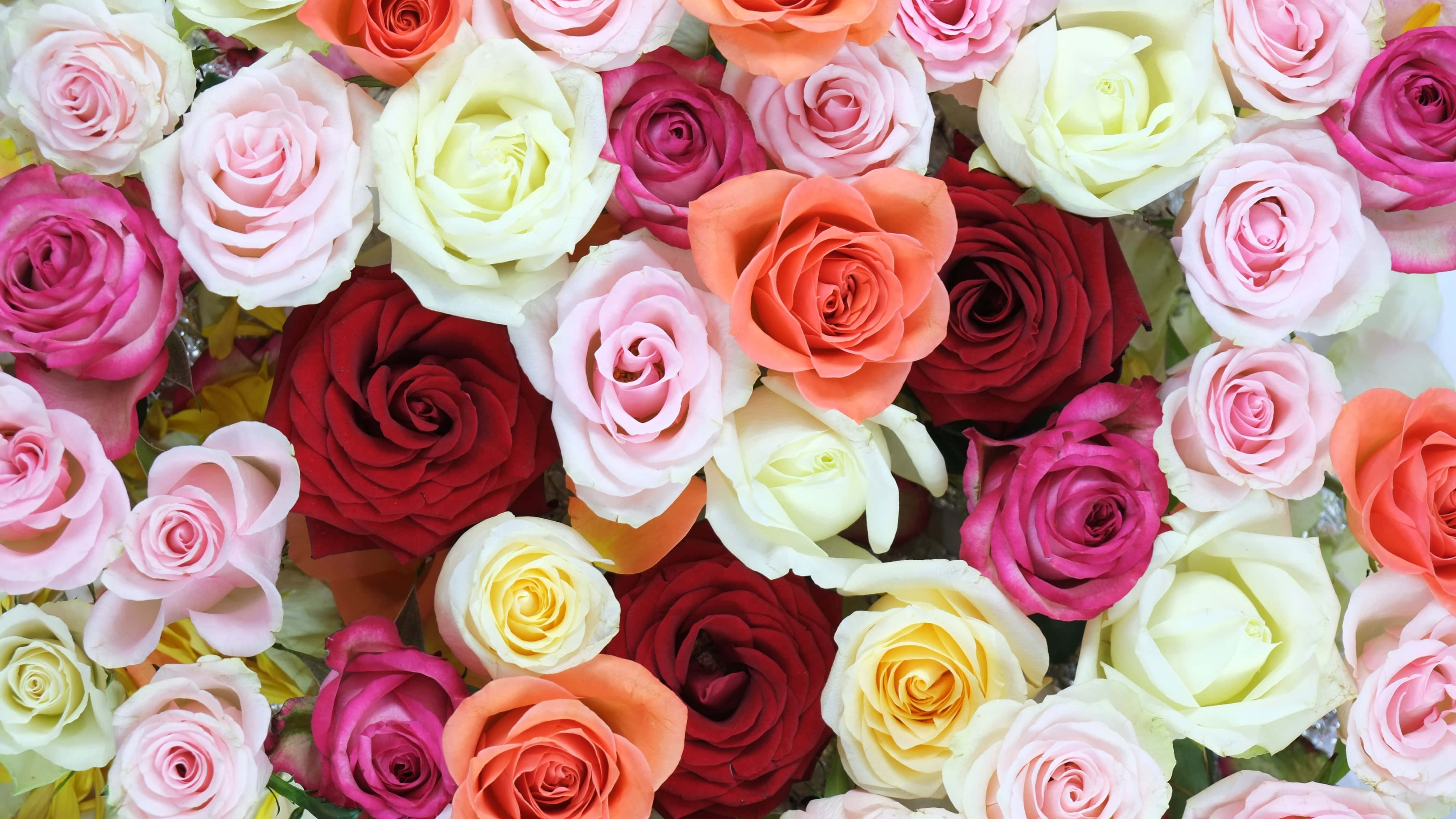 Colorful Flowers 桌布 壁紙 — 各種粉紅、紅、橙、黃、白色玫瑰的鮮豔特寫，排列成茂盛的花束。