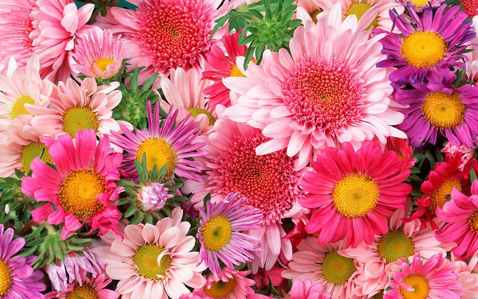 Pink Chrysanthemums 桌布 壁紙 — 各種粉紅色、紫色和黃色雛菊的特寫，搭配茂盛的綠葉，盛開綻放。