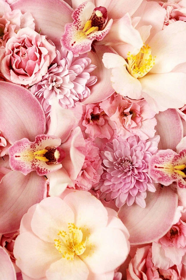 pastel 桌布 壁紙 — 各種粉紅色花朵（包括玫瑰、蘭花和菊花）的茂密特寫，帶有黃色花心。
