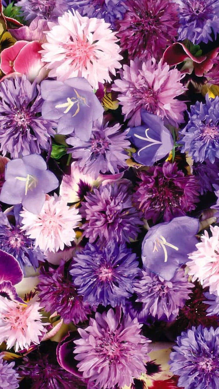 Aesthetic Purple 桌布 壁紙 — 各種紫色、粉紅色和白色花朵的特寫，花瓣細膩，綠葉茂盛，形成一片繁花似錦的畫面。