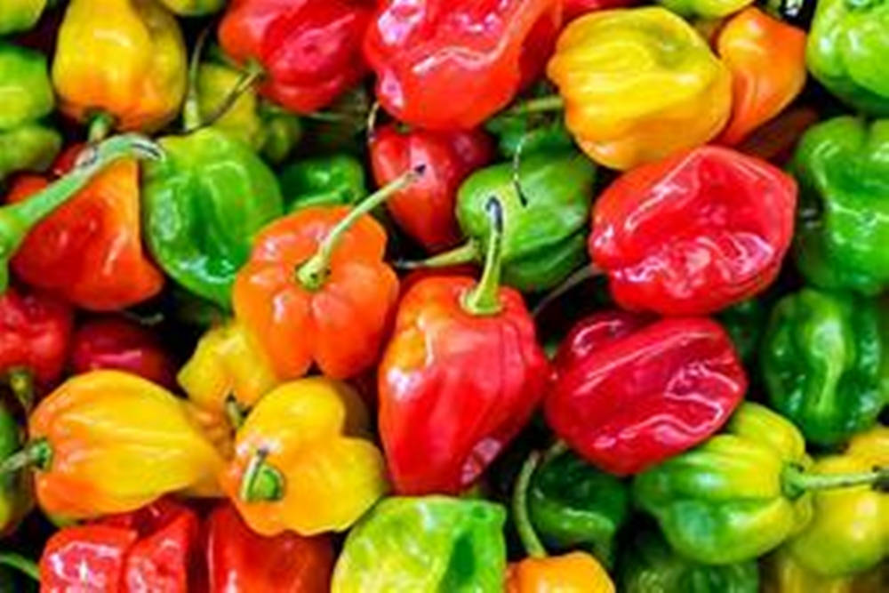 Fruit 桌布 壁紙 — 各種色彩繽紛的甜椒（紅、黃、綠色調）的特寫，表皮光滑有光澤。