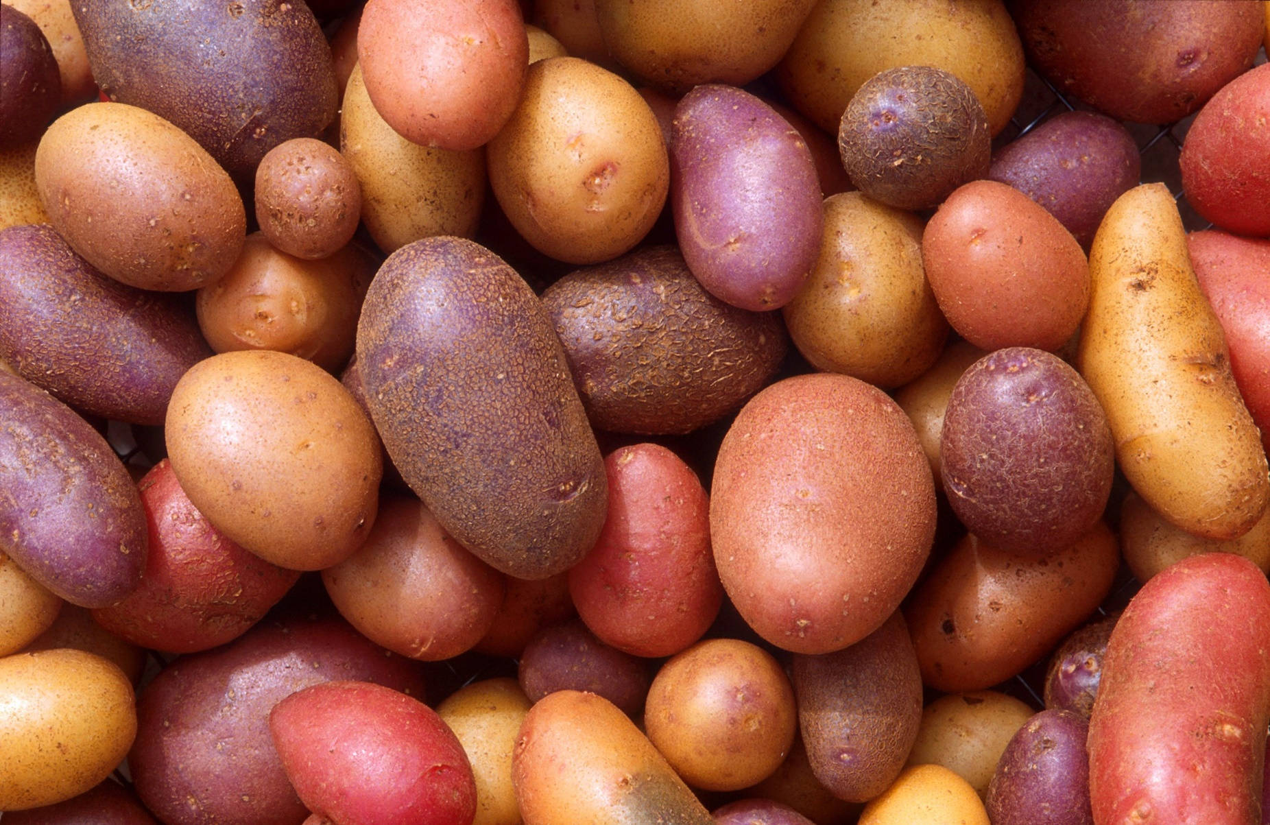 Potato 桌布 壁紙 — 各種色彩繽紛的馬鈴薯特寫，有紅色、黃色和紫色色調，可見表皮紋理和水珠。